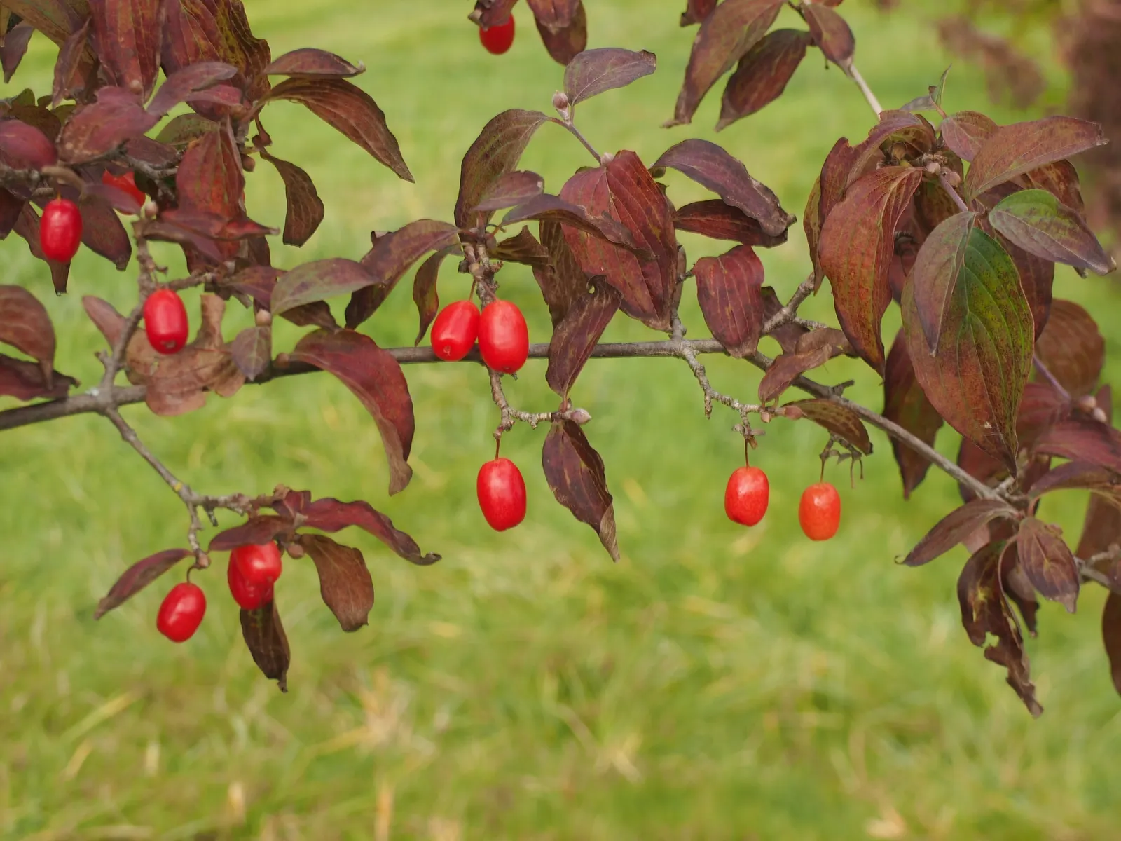 Cornelian Dogwood (Cornus Mas) — Thriving in zones 4-8, it bursts with small yellow flowers in early spring, followed by edible red fruit; cornus, image 103