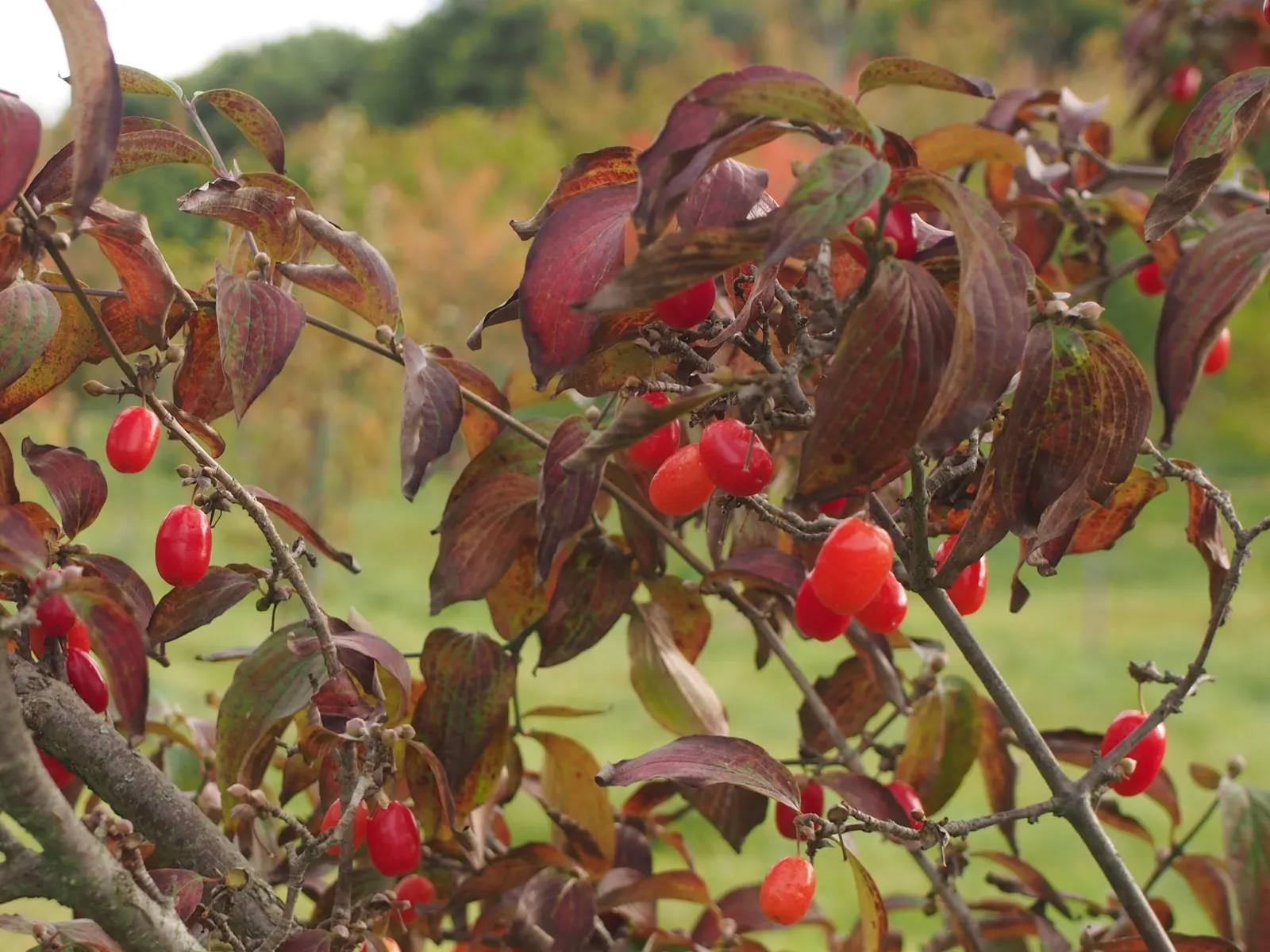 Cornelian Dogwood (Cornus Mas) — With low maintenance needs; star-shaped yellow flowers, image 95