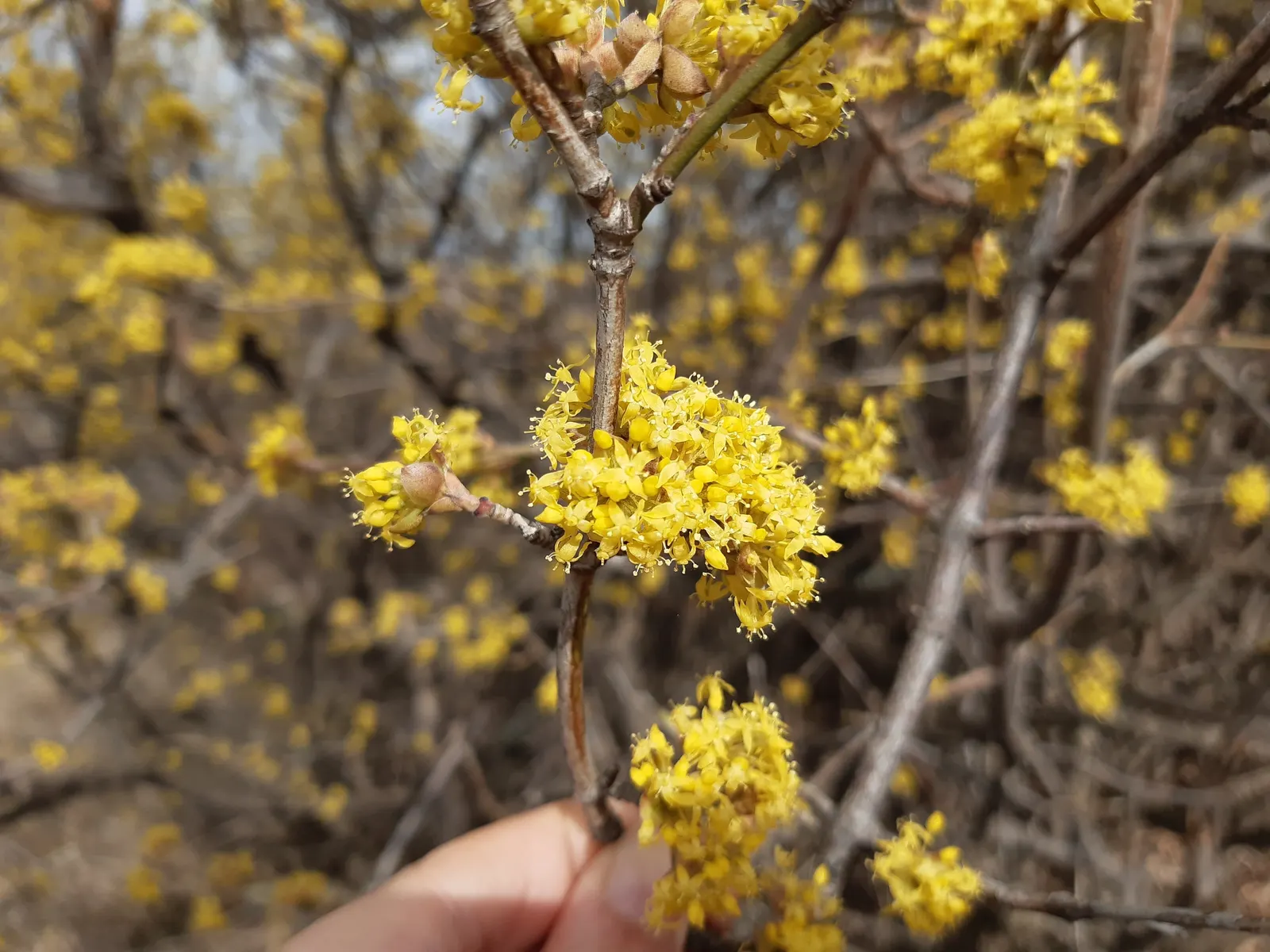 Cornelian Dogwood (Cornus Mas) — Originating from Southern and Central Europe into Western Asia