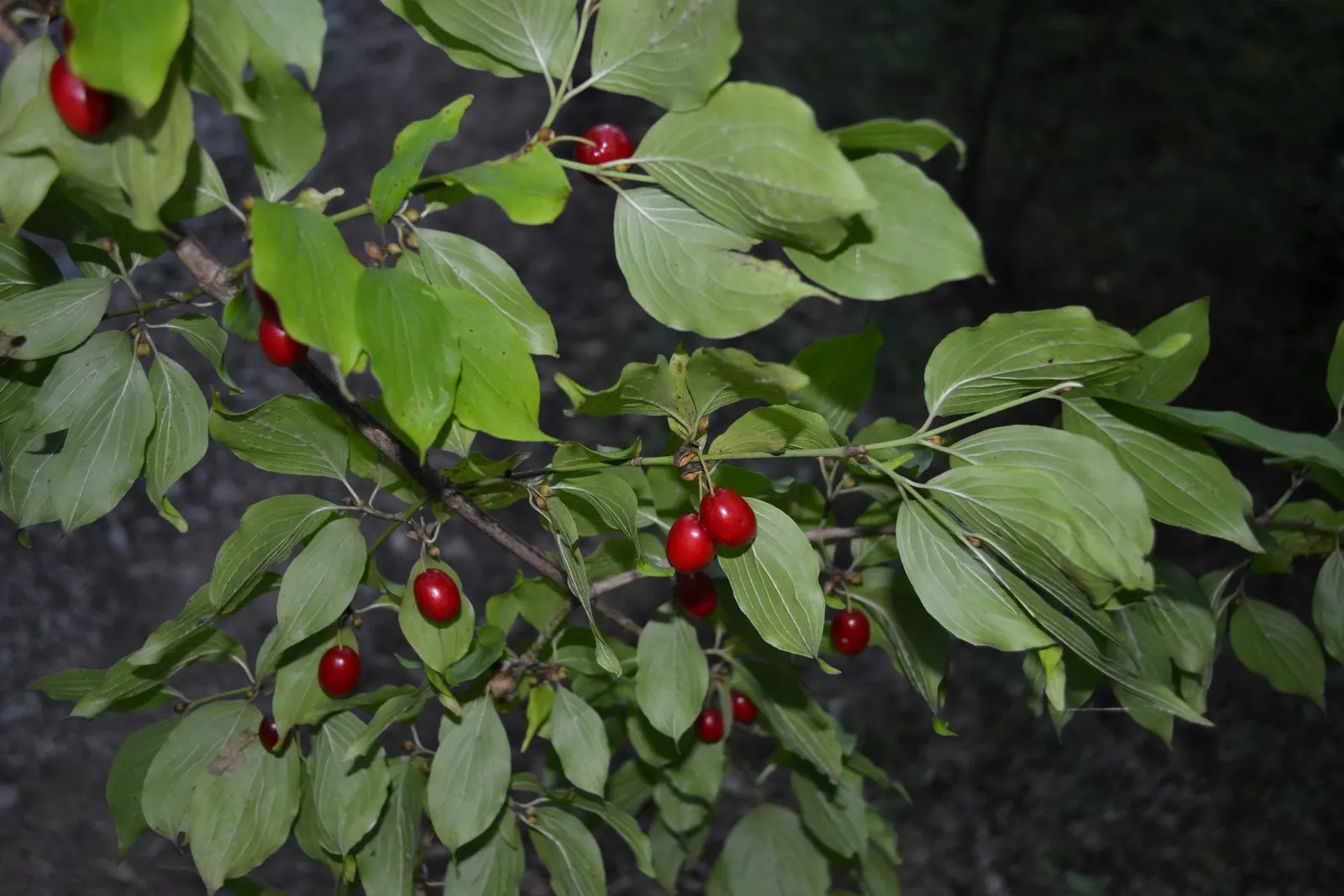 Cornelian Dogwood (Cornus Mas) — with moderate drought tolerance once established; these blossoms offer early nectar for pollinators, a critical, image 56