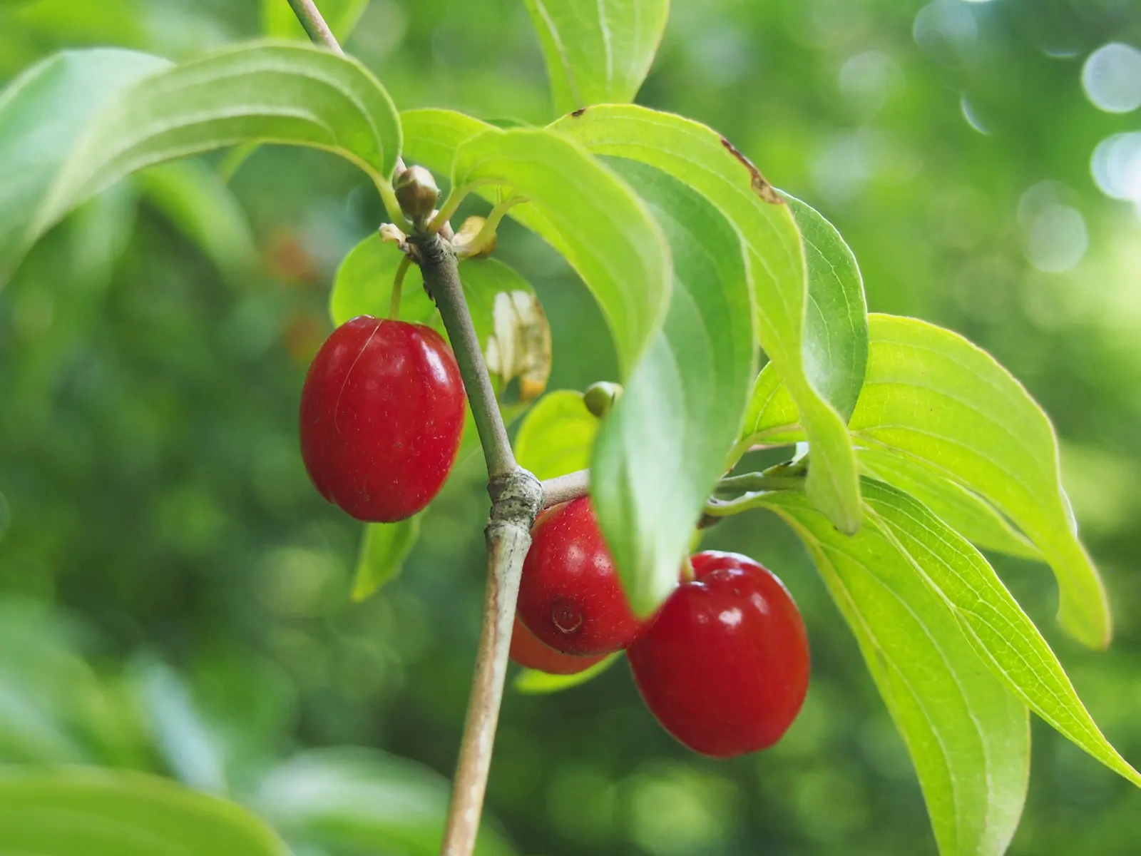 Cornelian Dogwood (Cornus Mas) — shrub / tree with yellow blooms; summer presents dark green, elliptical leaves