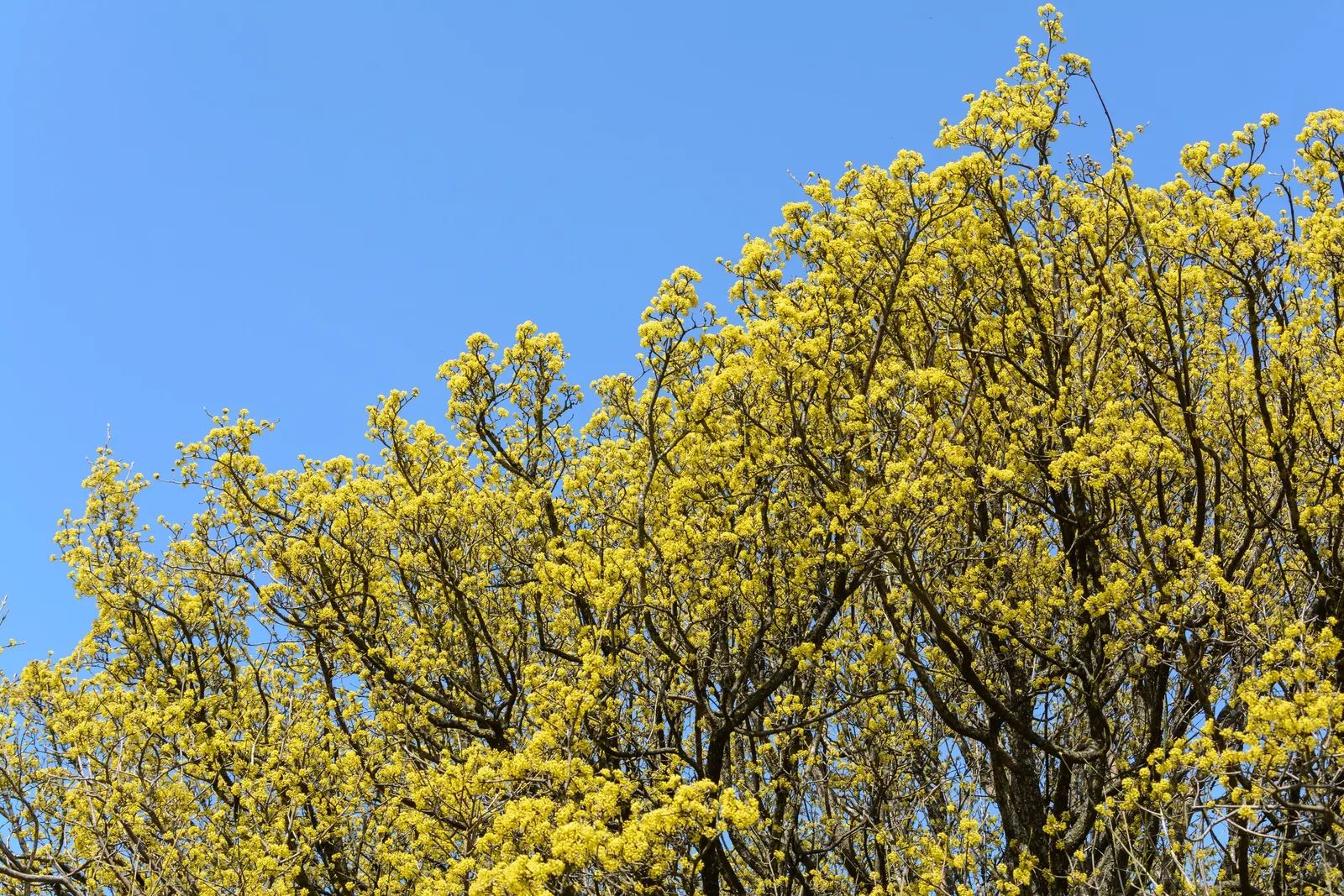 Cornelian Dogwood (Cornus Mas) — star-shaped yellow flowers; with moderate drought tolerance once established, image 112
