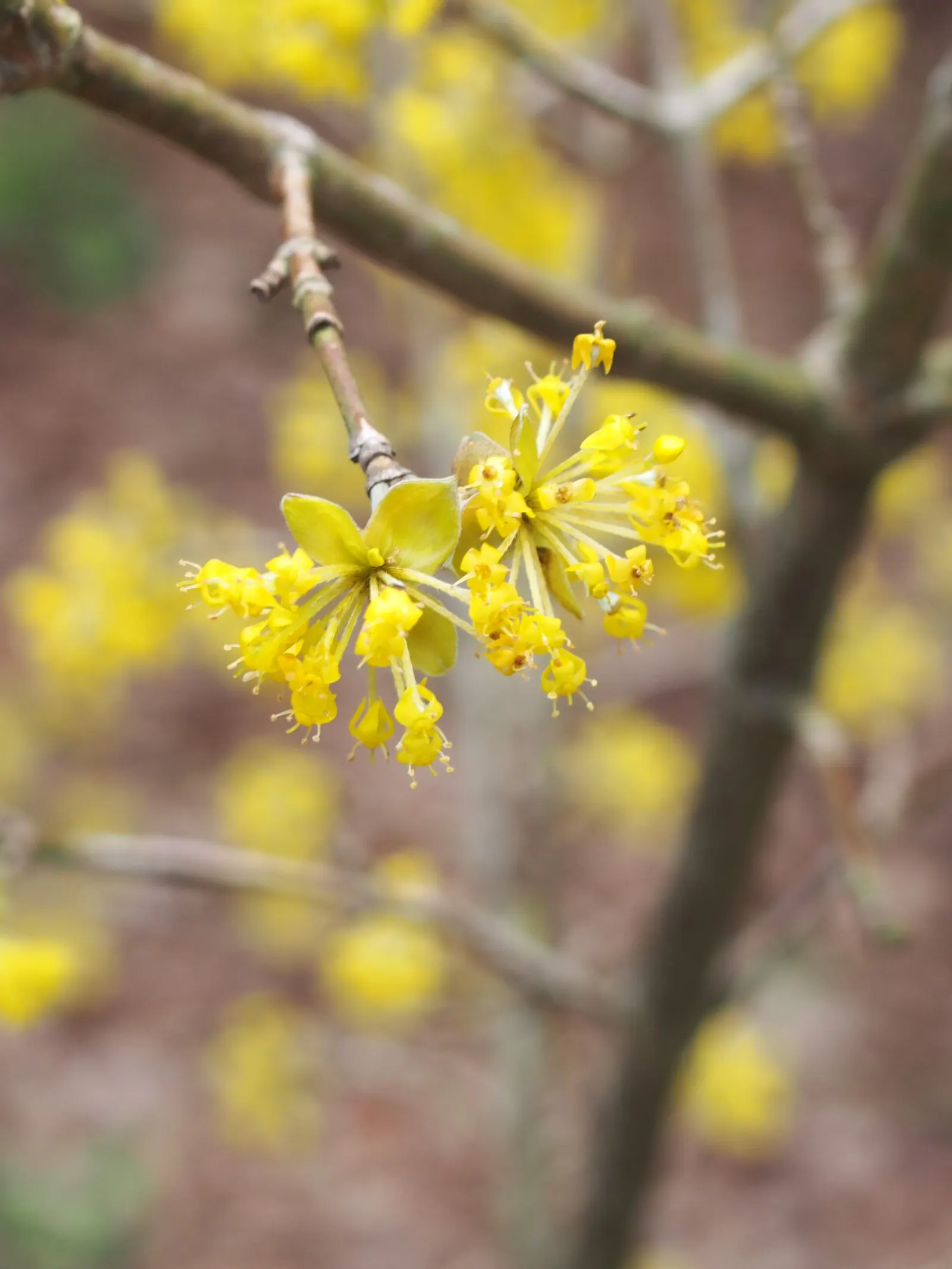 Cornelian Dogwood (Cornus Mas) — with an equivalent spread that grants it a rounded; shrub / tree with yellow blooms, image 61
