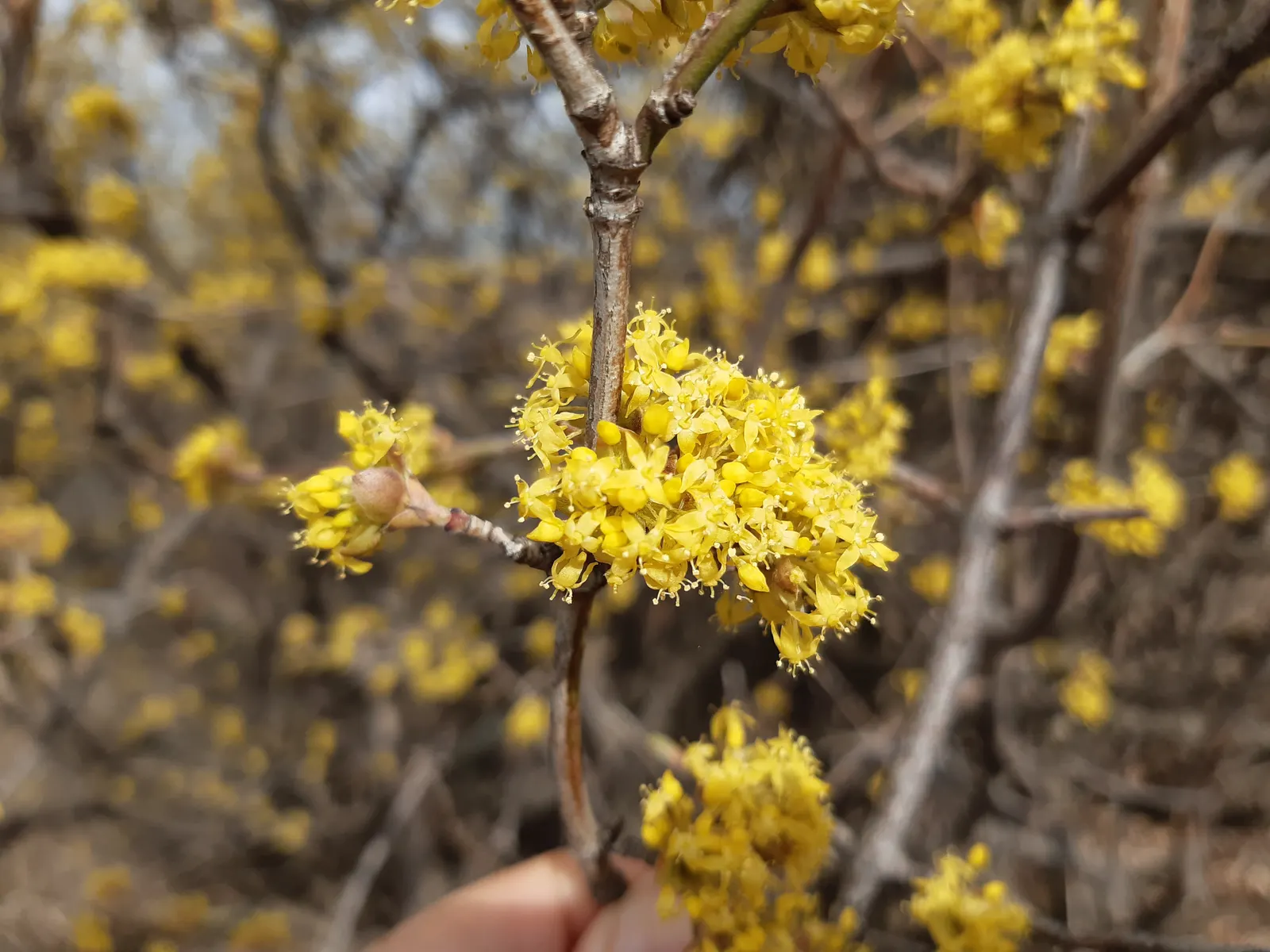 Cornelian Dogwood (Cornus Mas) — shrub / tree for full or half; or as a standout specimen in a mixed border providing multi-season interest, image 100