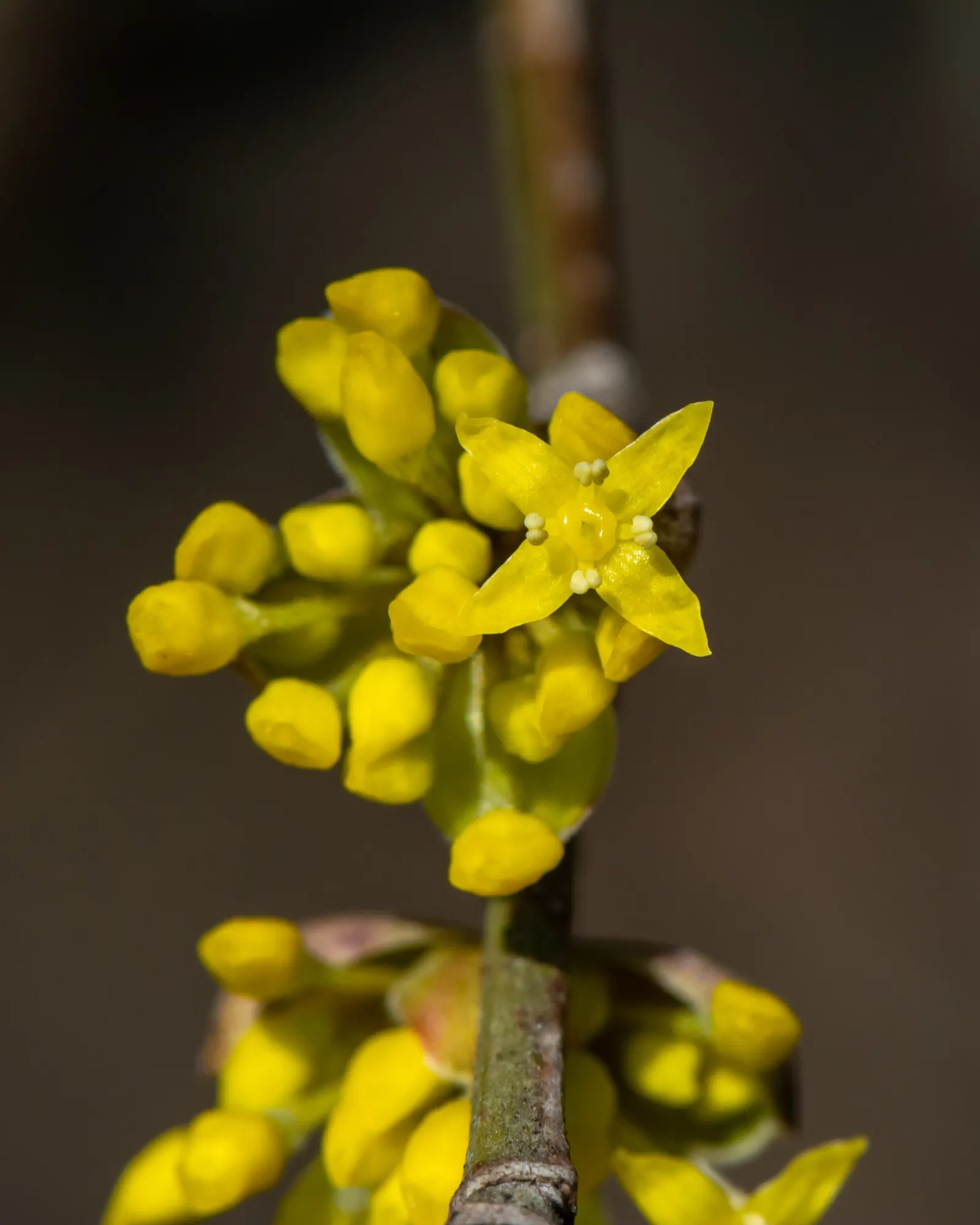 Cornelian Dogwood (Cornus Mas) — Cornus mas produces edible red berries persisting into late summer