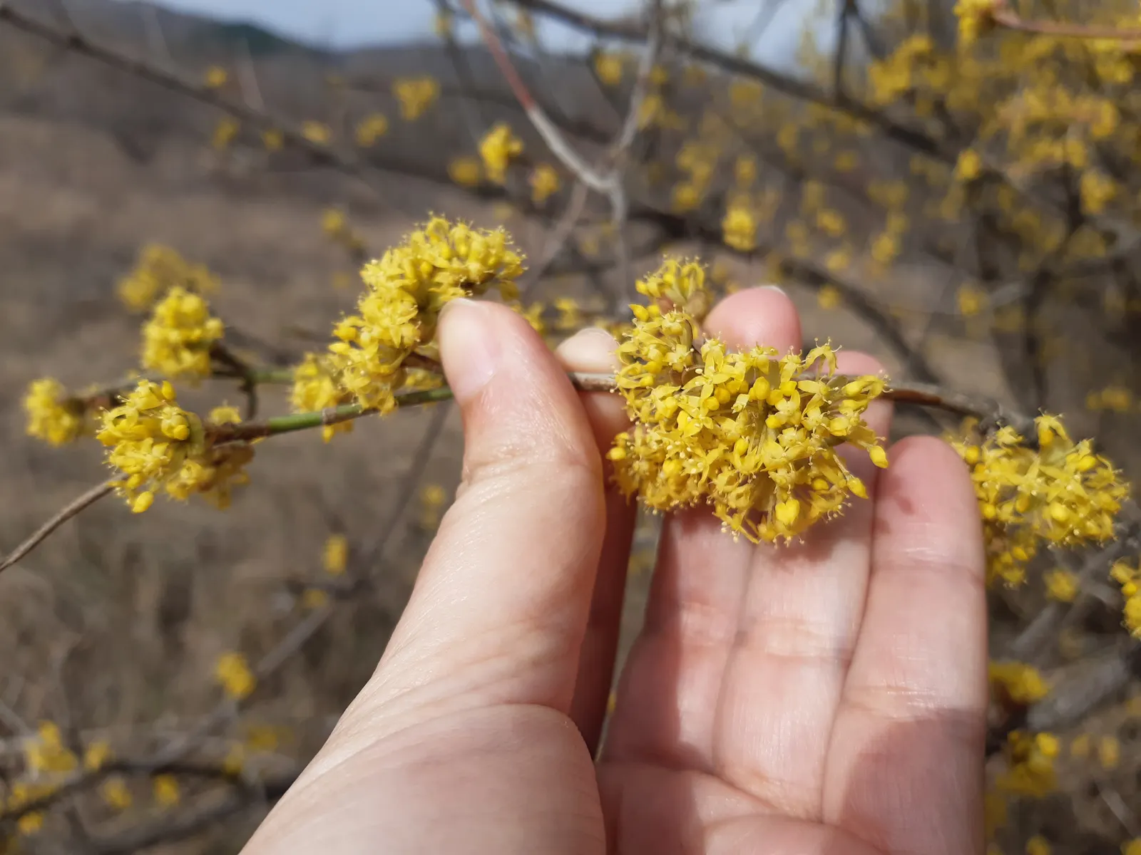 Cornelian Dogwood (Cornus Mas) — The ovate leaves turn purple in fall, and its exfoliating bark adds winter interest