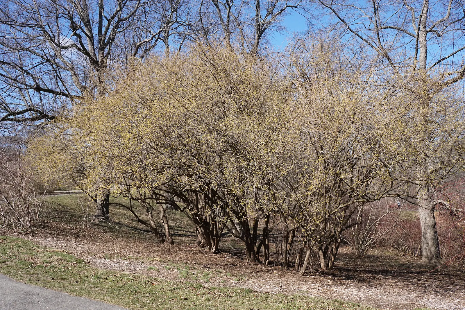 Cornelian Dogwood (Cornus Mas) — with an equivalent spread that grants it a rounded; shrub / tree with yellow blooms, image 86