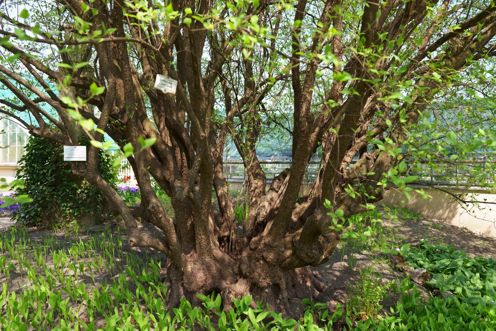 Cornelian Dogwood (Cornus Mas) — providing a vibrant visual interest.<br><br>Adding to its ornamental value; foliage transforms into a kaleidoscope, image 92
