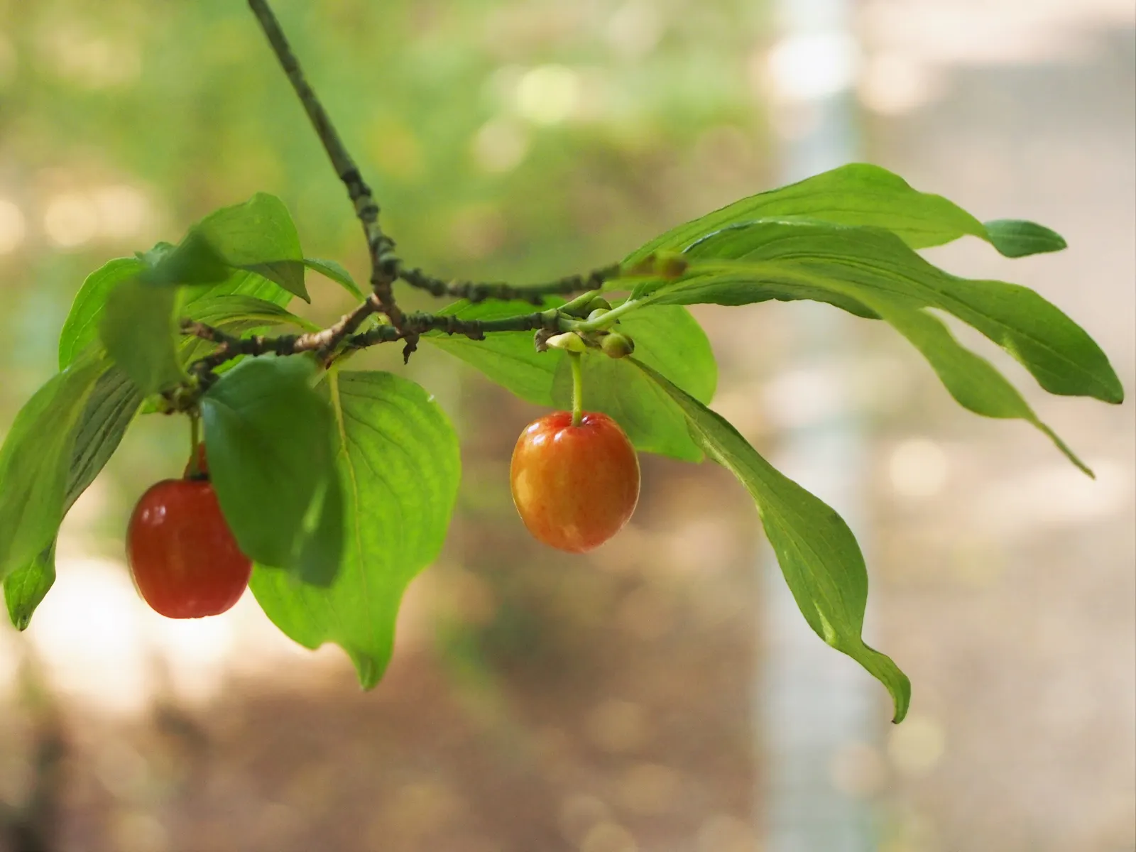 Cornelian Dogwood (Cornus Mas) — Prefers full sun to partial shade and adapts to various soils