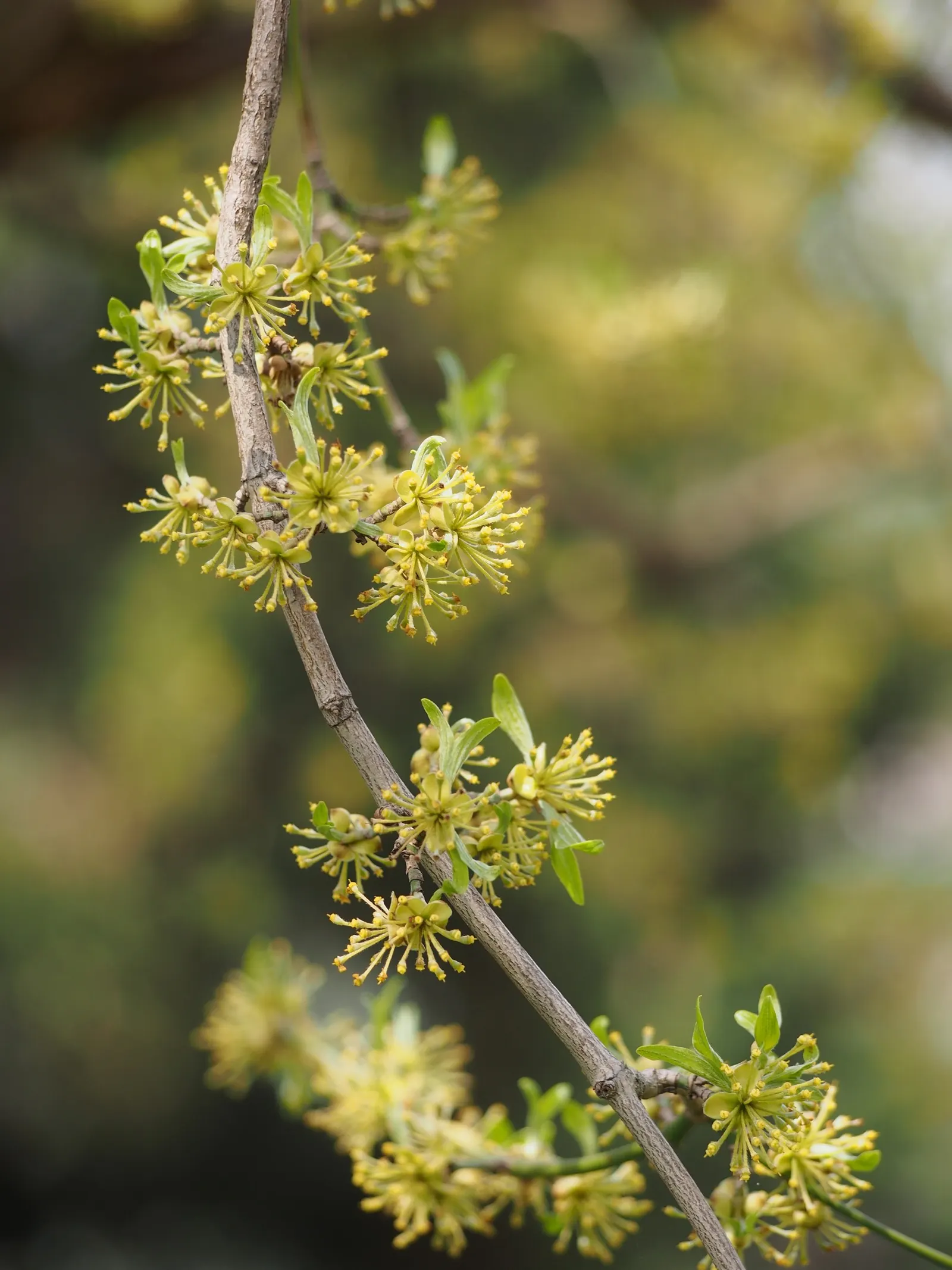 Cornelian Dogwood (Cornus Mas) — this multi-stemmed plant reaches a height of 15 to 25 feet