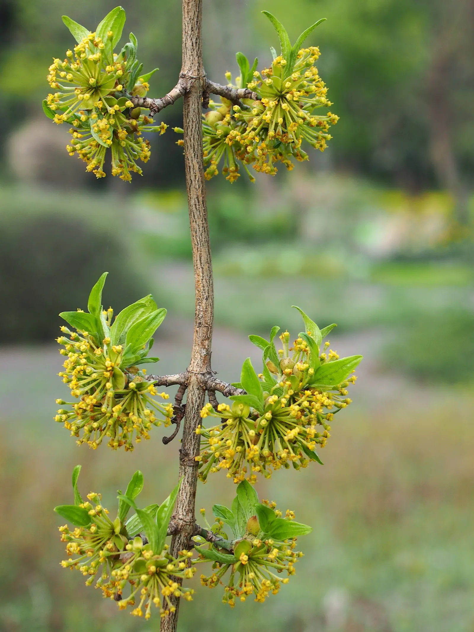 Cornelian Dogwood (Cornus Mas) — reaching up to 15-25 feet with an equal spread; with an equivalent spread that grants it a rounded