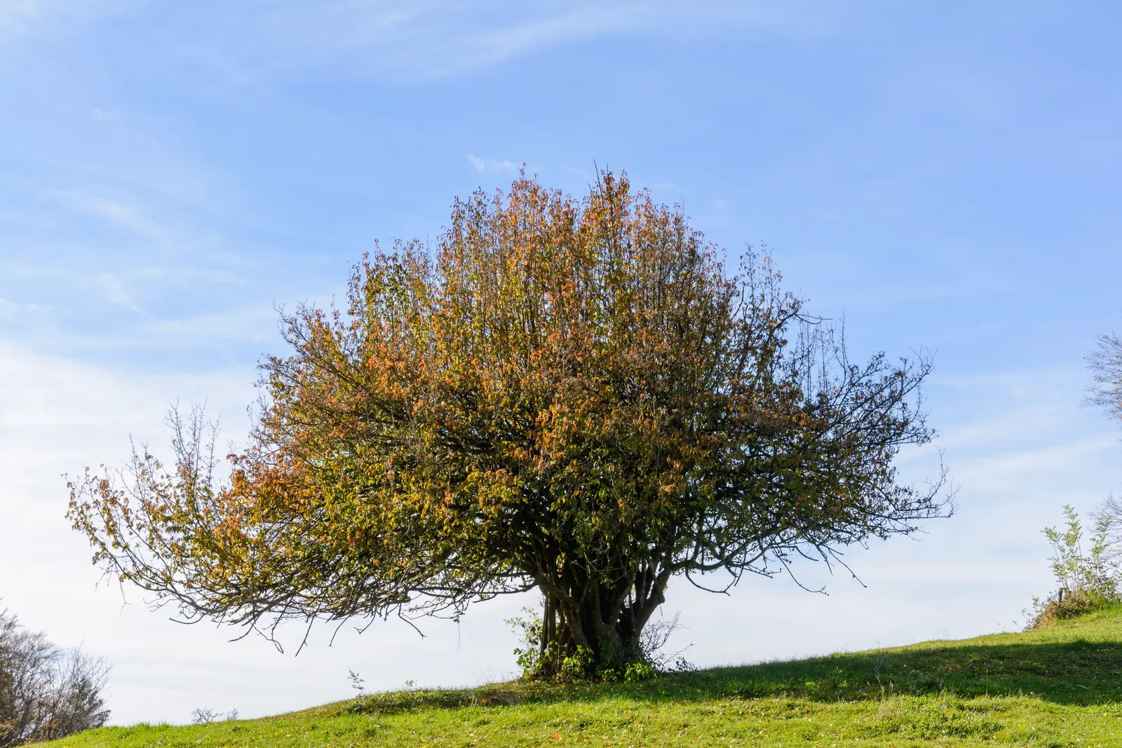 Cornelian Dogwood (Cornus Mas) — is a versatile and hardy deciduous shrub renowned for its year-round landscape appeal; thriving in zones 4-8, it bursts with