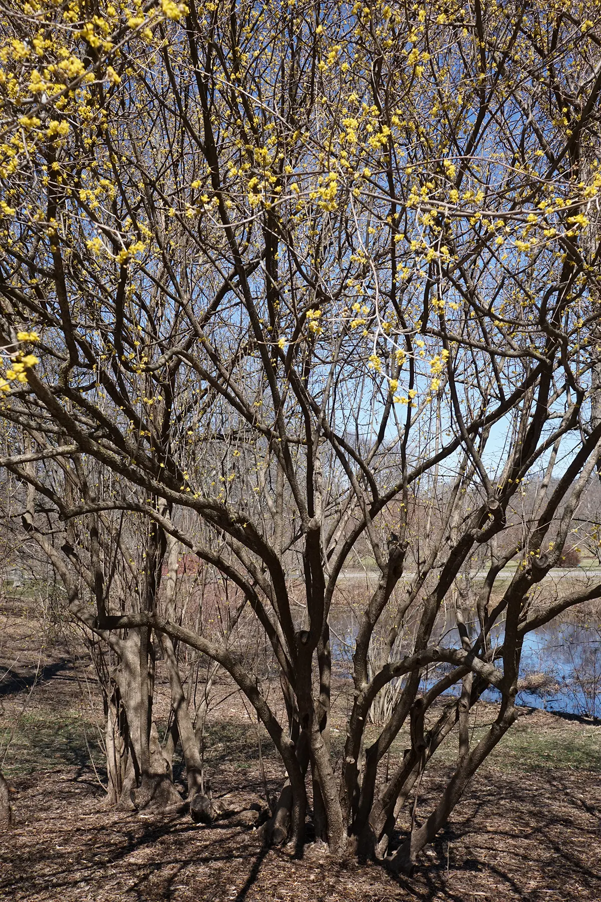 Cornelian Dogwood (Cornus Mas) — star-shaped yellow flowers; with moderate drought tolerance once established, image 62