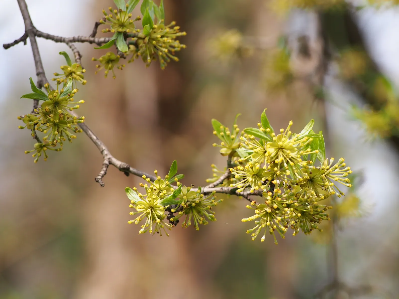 Cornelian Dogwood (Cornus Mas) — Summer presents dark green, elliptical leaves; reaching up to 15-25 feet with an equal spread, image 90