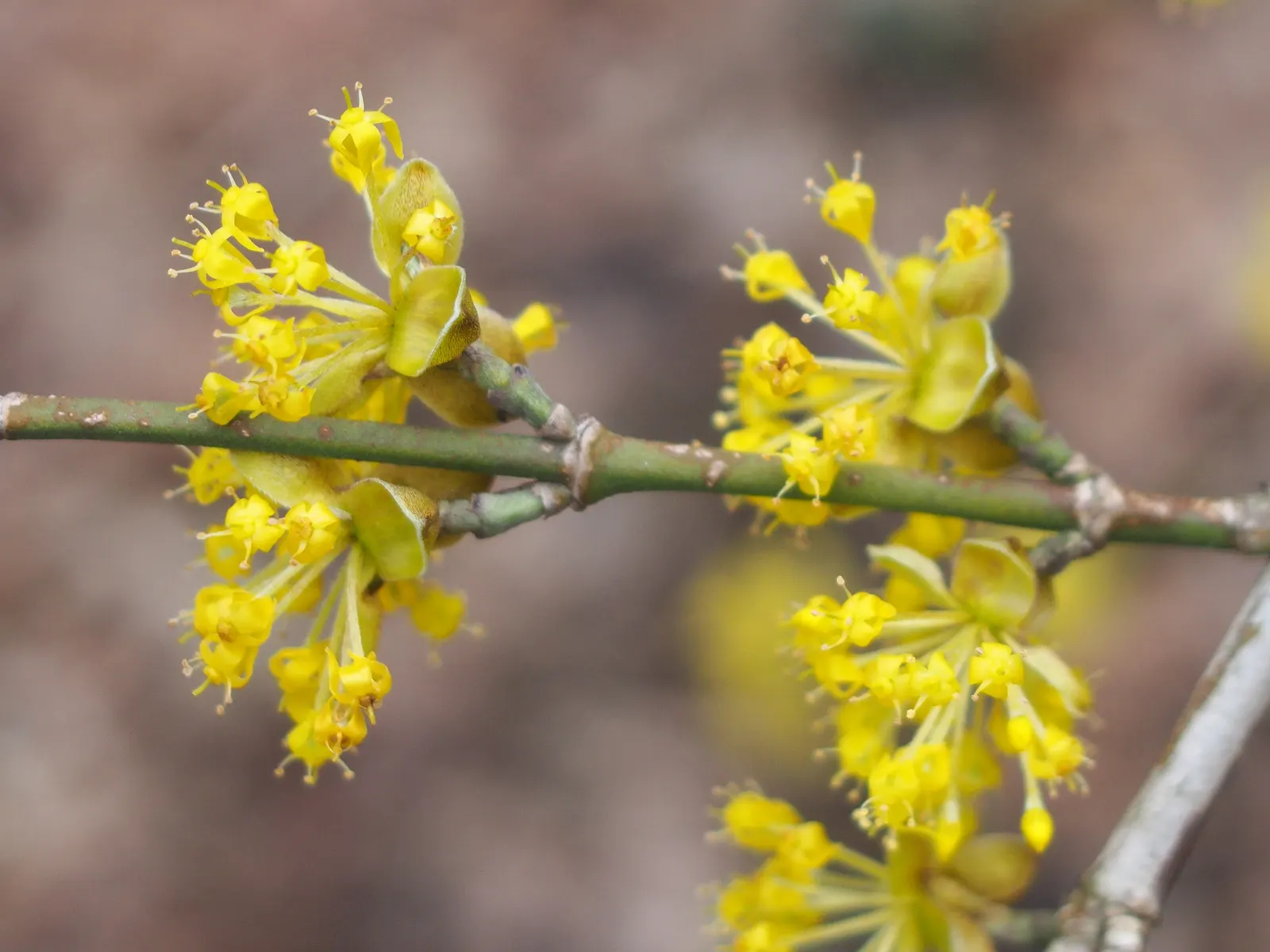 Cornelian Dogwood (Cornus Mas) — with moderate drought tolerance once established; these blossoms offer early nectar for pollinators, a critical ecological