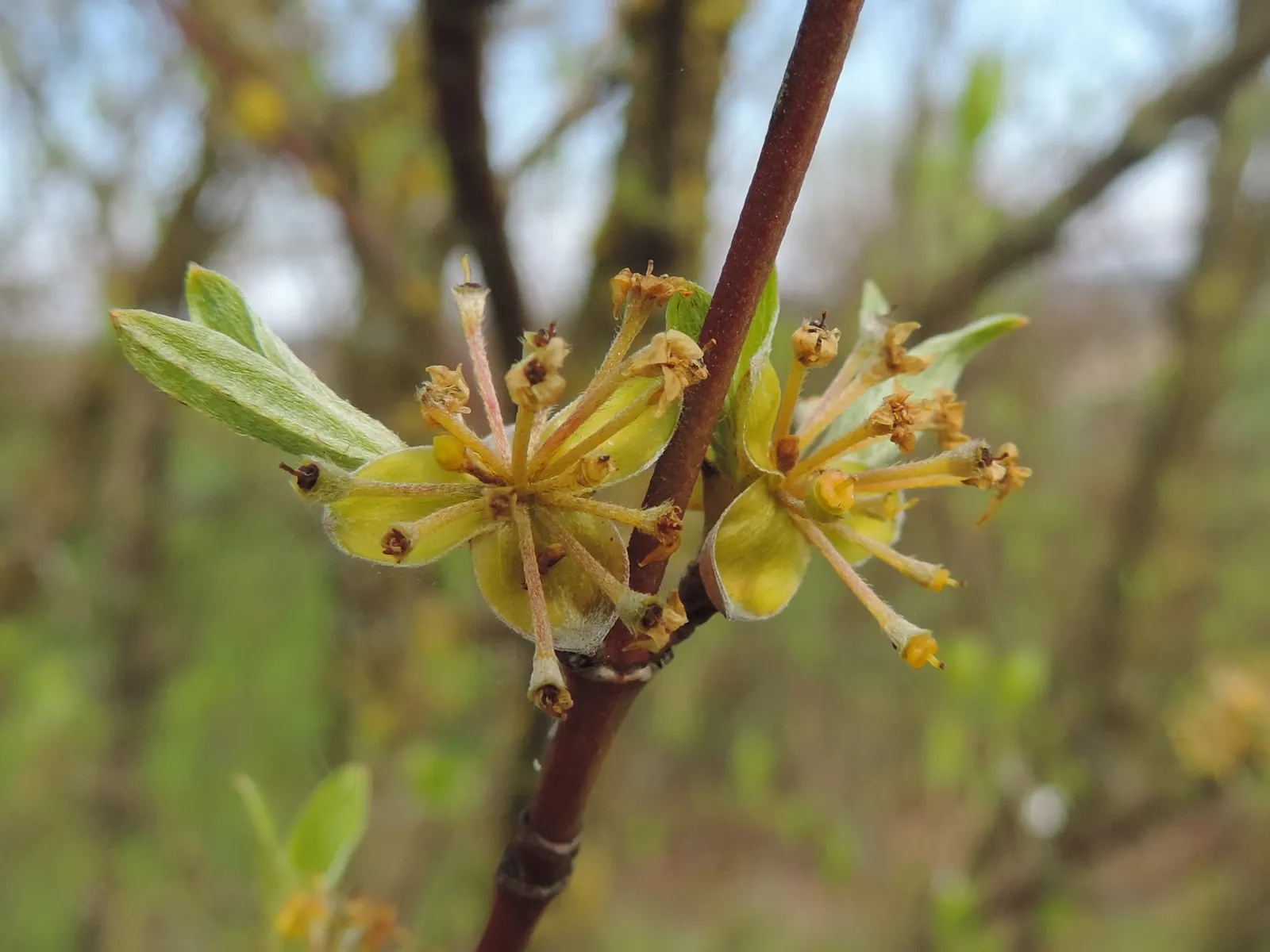 Cornelian Dogwood (Cornus Mas) — Cornelian Dogwood (Cornus mas) is a versatile deciduous shrub or small tree; the ovate leaves turn purple in fall, and its