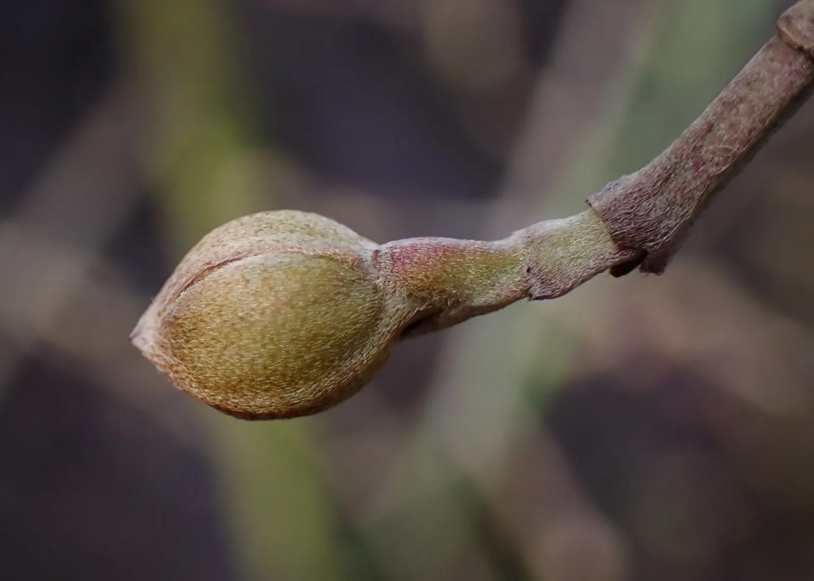 Cornelian Dogwood (Cornus Mas) — Prefers full sun to partial shade and adapts to various soils; scientifically known as Cornus mas, image 80