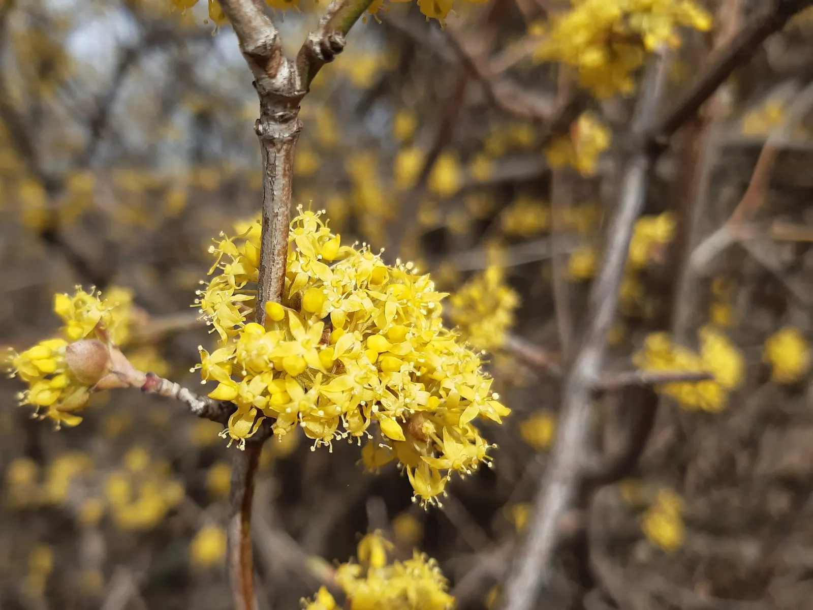 Cornelian Dogwood (Cornus Mas) — Prefers full sun to partial shade and adapts to various soils; scientifically known as Cornus mas, image 105