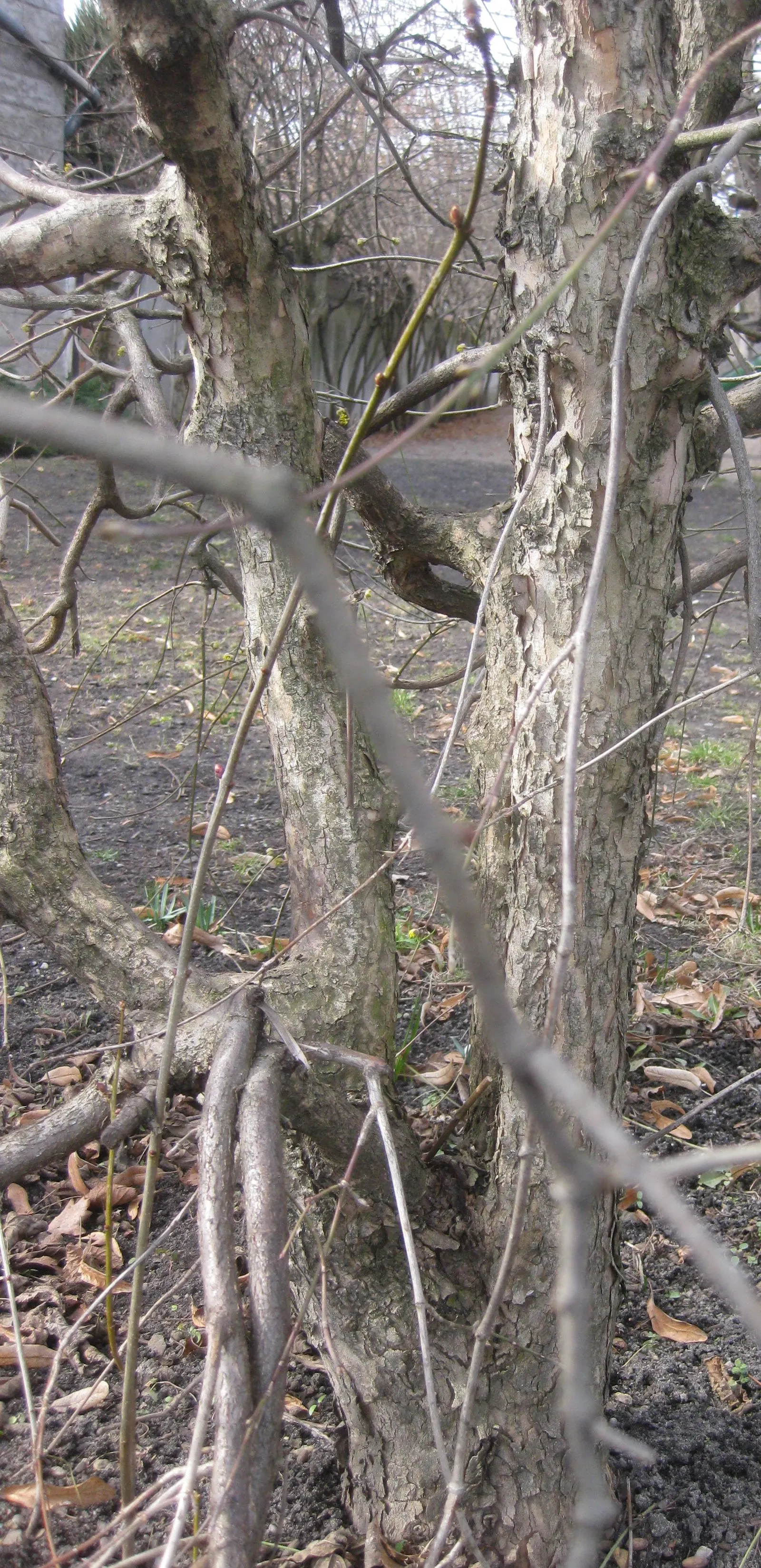 Cornelian Dogwood (Cornus Mas) — shrub / tree for full or half