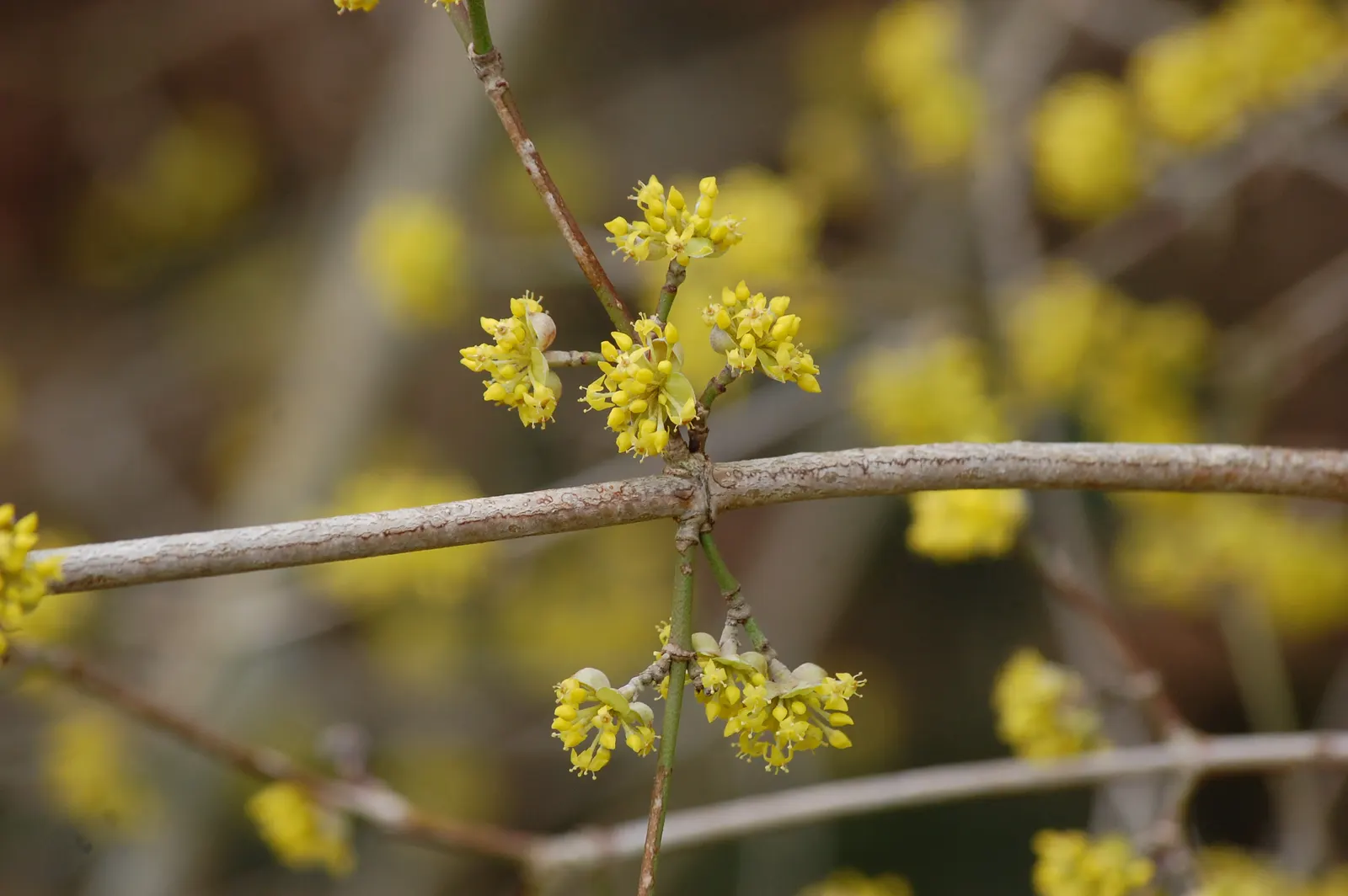 Cornelian Dogwood (Cornus Mas) — with an equivalent spread that grants it a rounded