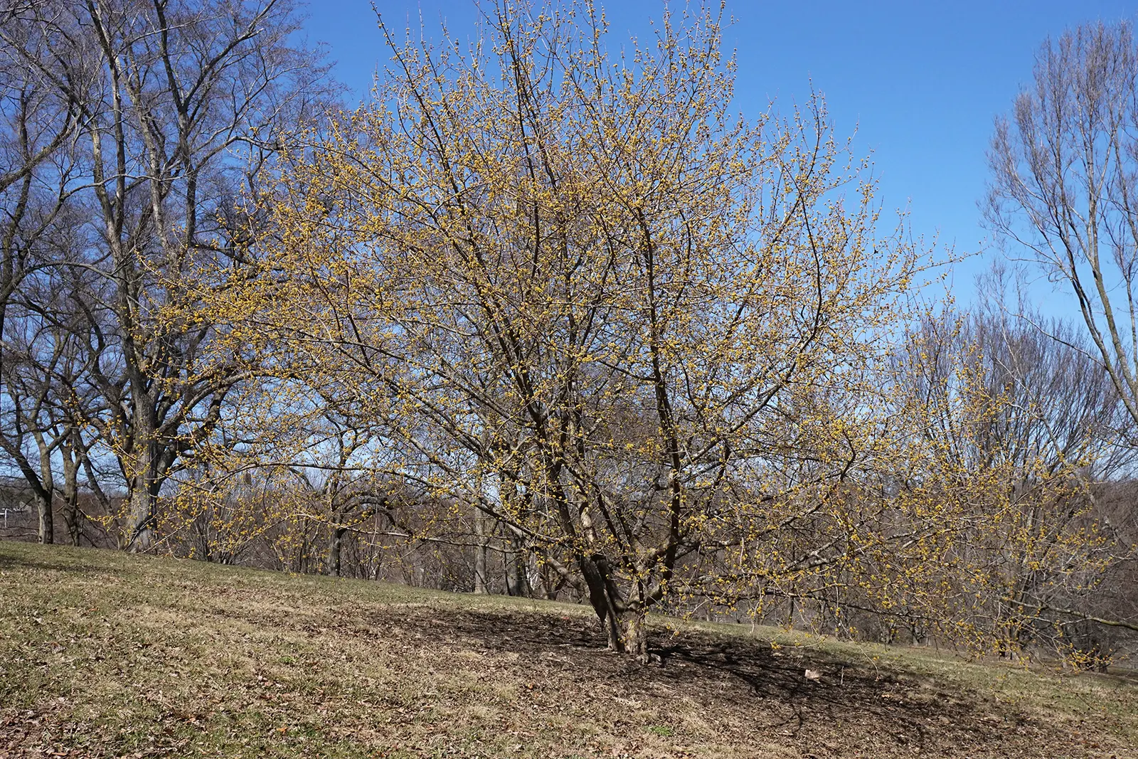 Cornelian Dogwood (Cornus Mas) — with moderate drought tolerance once established
