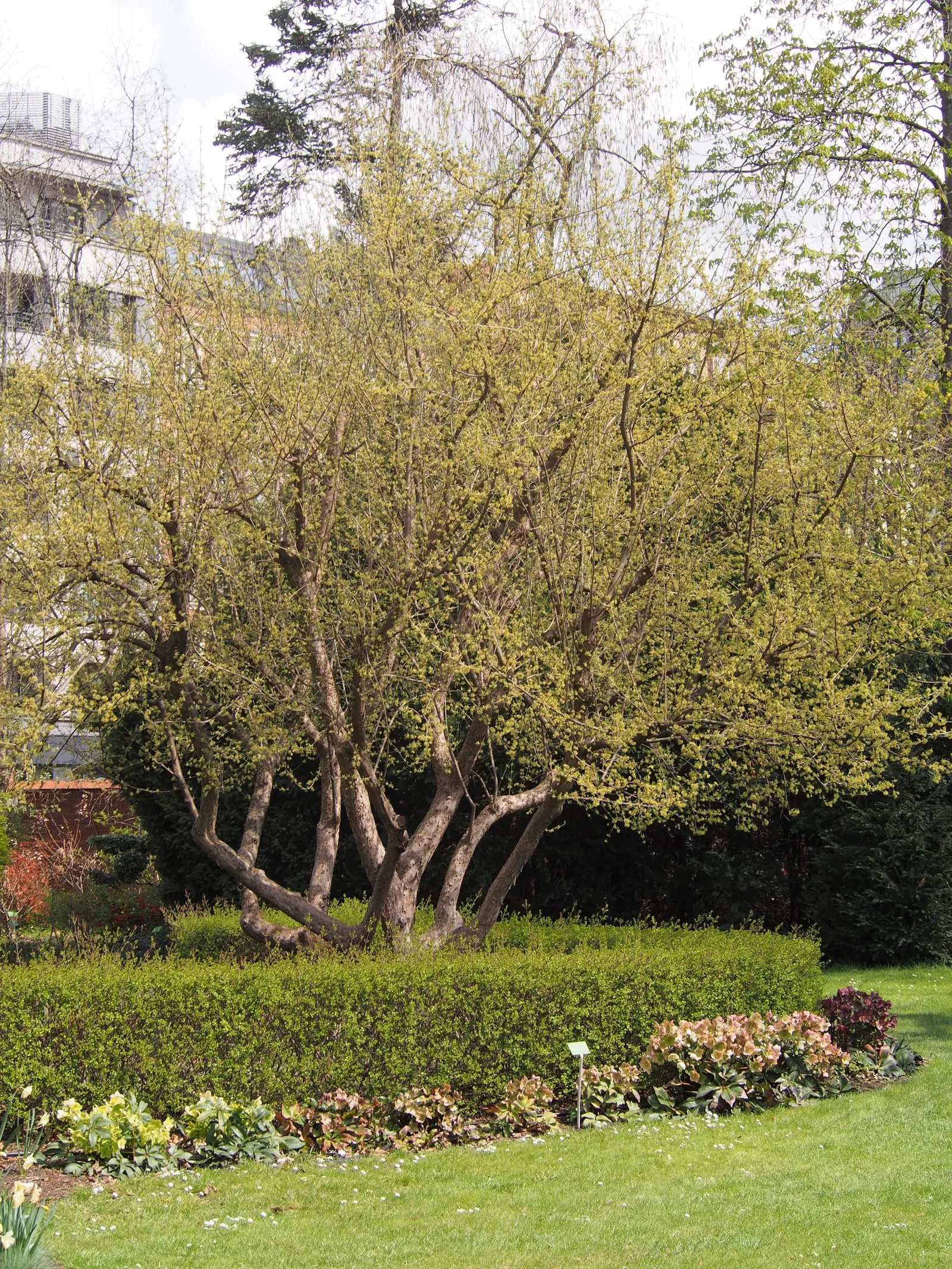 Cornelian Dogwood (Cornus Mas) — shrub / tree for full or half; or as a standout specimen in a mixed border providing multi-season interest