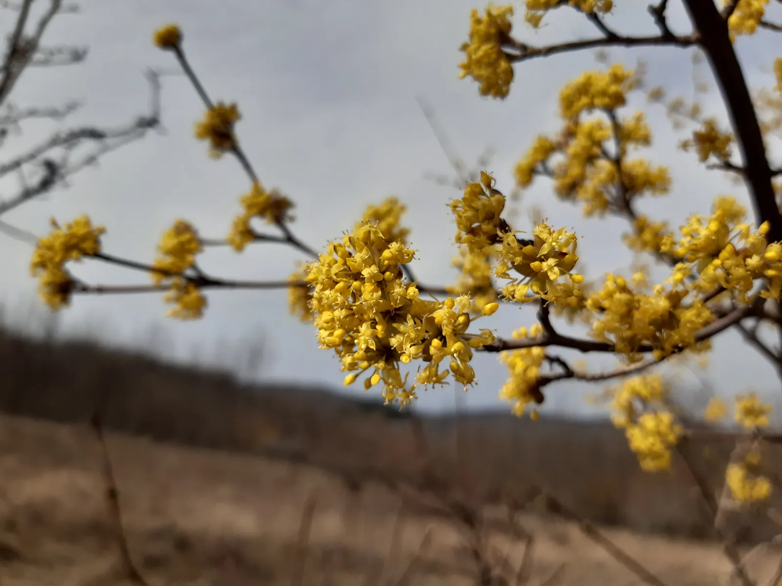 Cornelian Dogwood (Cornus Mas) — Cornus mas is an excellent choice for hedging; it is cold-hardy and prefers full sun to partial shade, image 71
