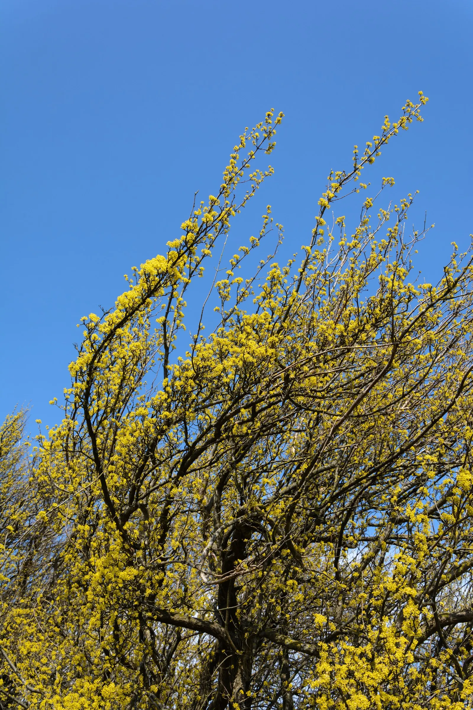 Cornelian Dogwood (Cornus Mas) — yellow flowers in the garden; is a versatile and hardy deciduous shrub renowned for its year-round landscape appeal