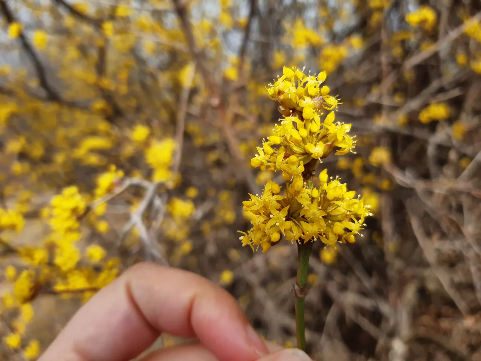 Cornelian Dogwood (Cornus Mas) — blooming in clusters prior to the emergence of foliage, image 63
