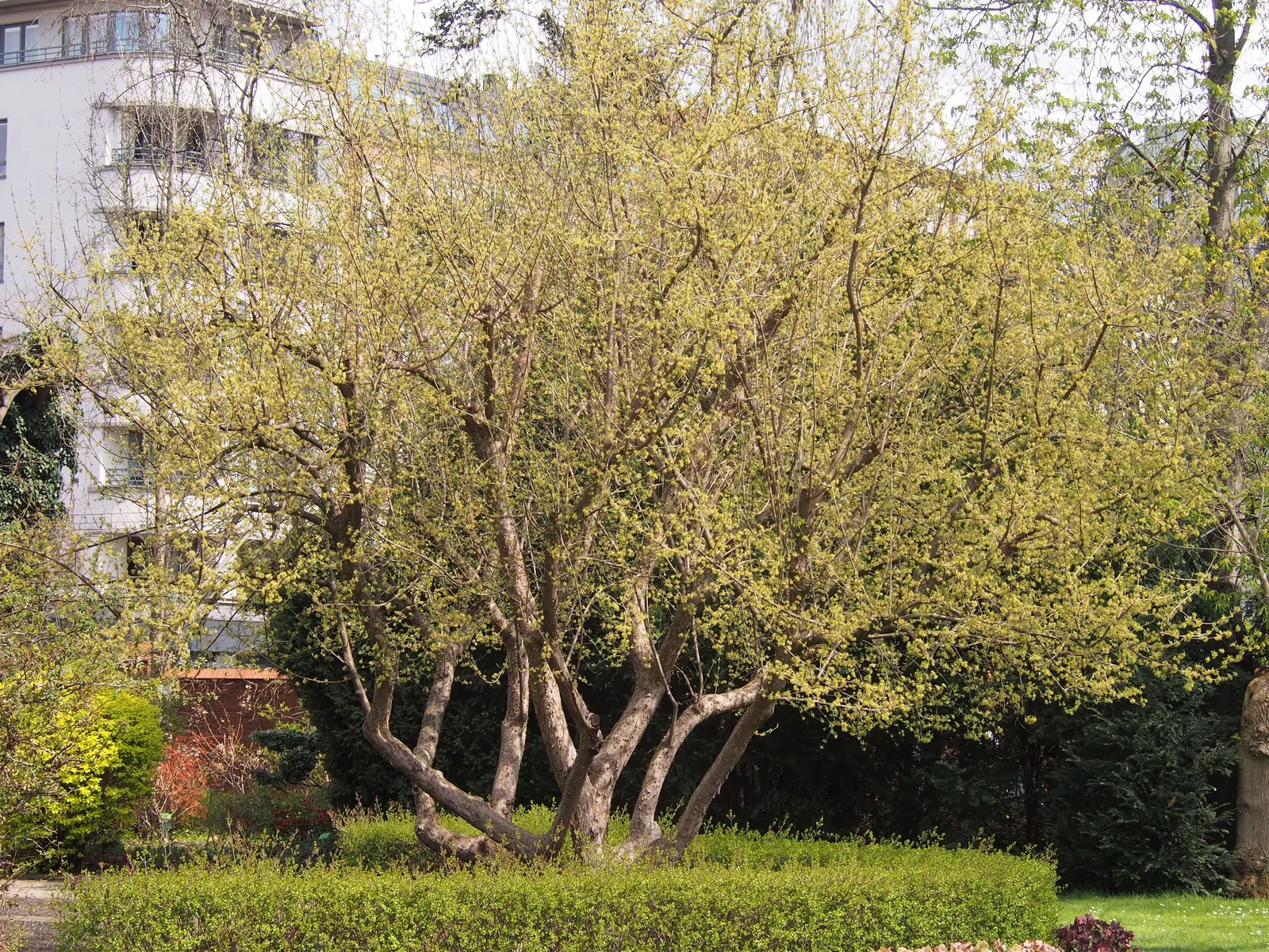 Cornelian Dogwood (Cornus Mas) — this multi-stemmed plant reaches a height of 15 to 25 feet; providing a vibrant visual interest.<br><br>Adding to, image 60