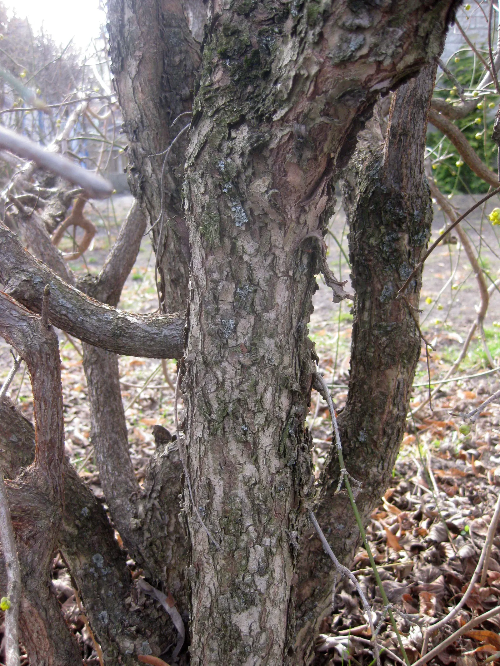 Cornelian Dogwood (Cornus Mas) — It is cold-hardy and prefers full sun to partial shade