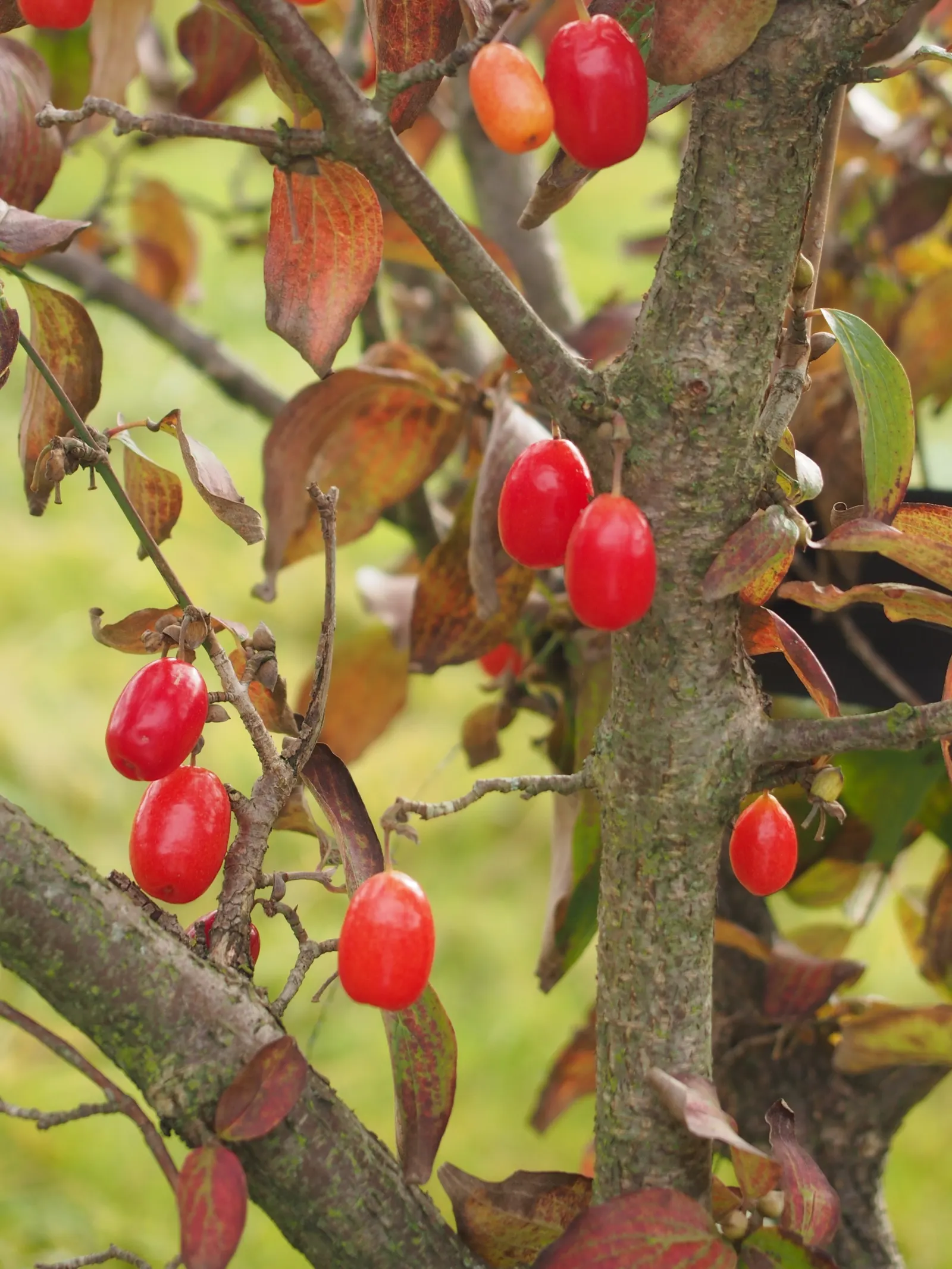 Cornelian Dogwood (Cornus Mas) — shrub / tree with yellow blooms; summer presents dark green, elliptical leaves, image 99
