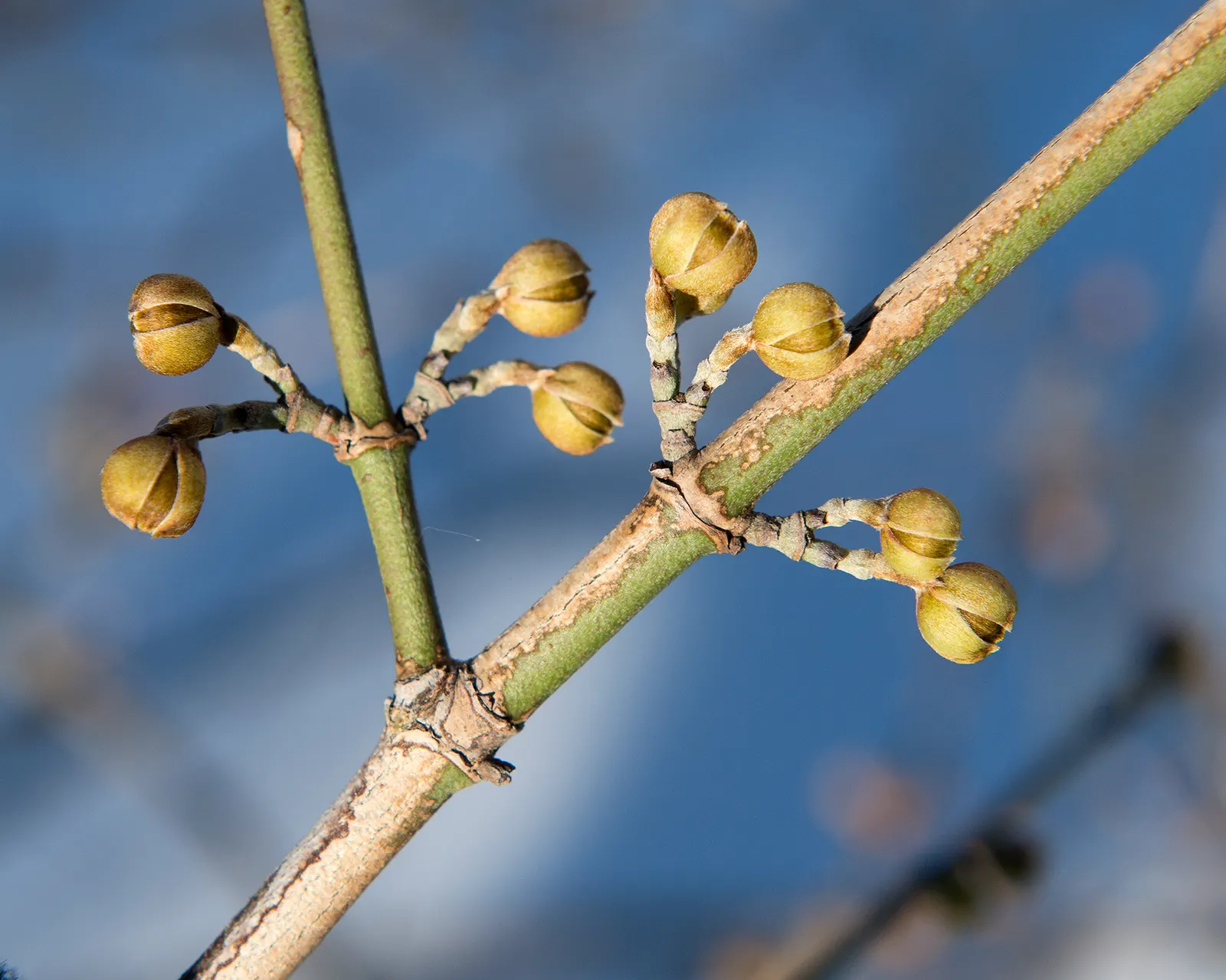 Cornelian Dogwood (Cornus Mas) — Cornus mas is an excellent choice for hedging; it is cold-hardy and prefers full sun to partial shade, image 96