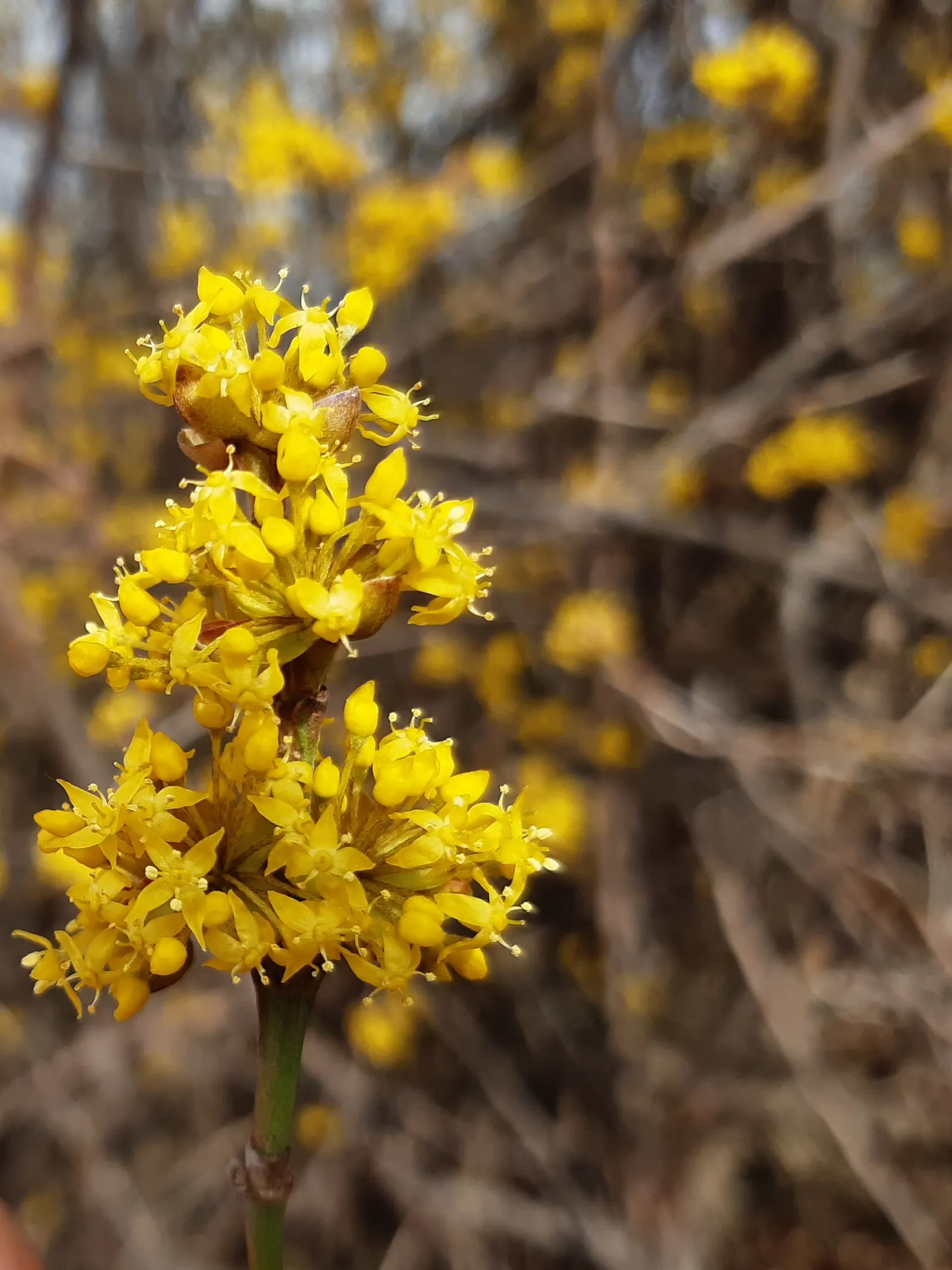 Cornelian Dogwood (Cornus Mas) — this multi-stemmed plant reaches a height of 15 to 25 feet; providing a vibrant visual interest.<br><br>Adding to, image 85