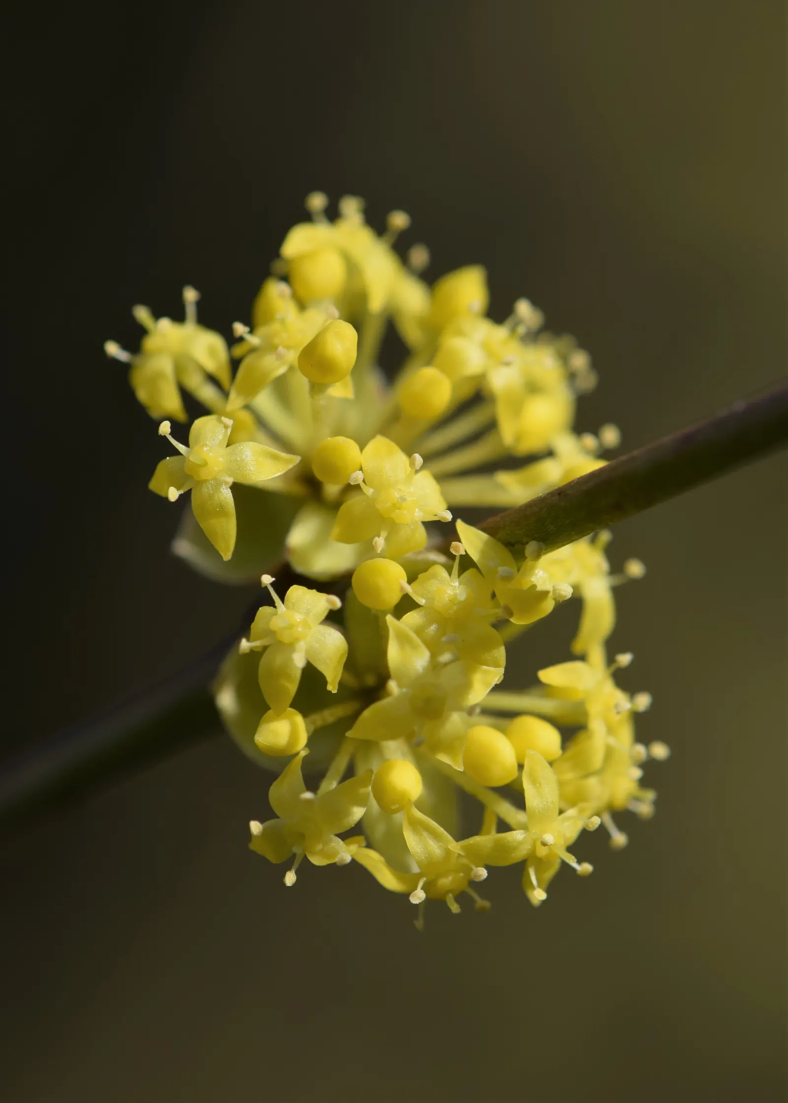 Cornelian Dogwood (Cornus Mas) — With low maintenance needs