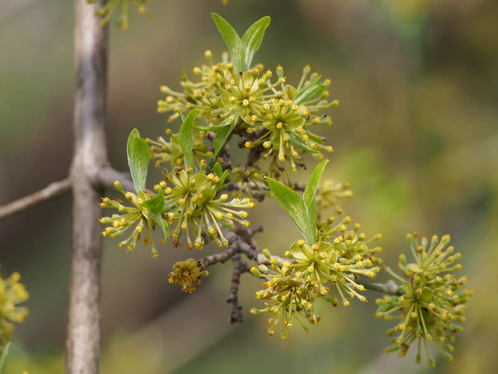 Cornelian Dogwood (Cornus Mas) — providing a vibrant visual interest.<br><br>Adding to its ornamental value; foliage transforms into a kaleidoscope of yellow