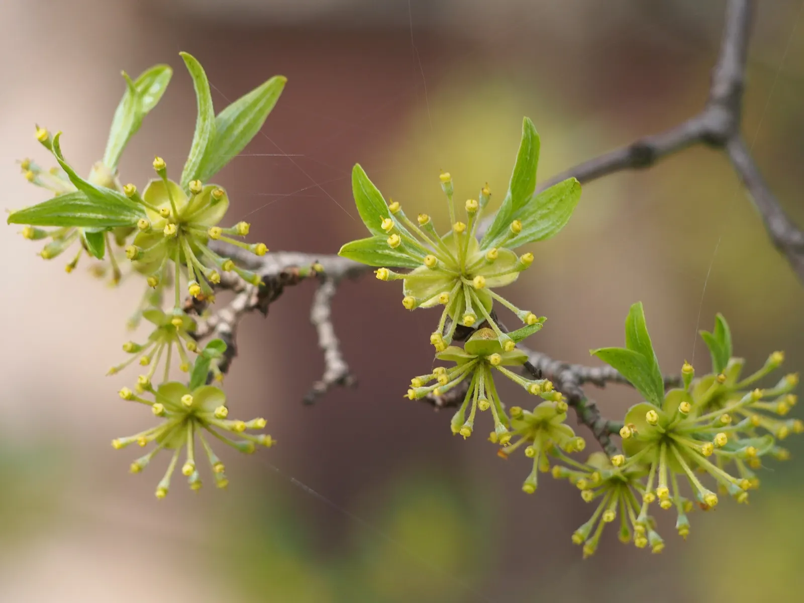 Cornelian Dogwood (Cornus Mas) — or as a standout specimen in a mixed border providing multi-season interest; cornelian Dogwood (Cornus mas) is a versatile
