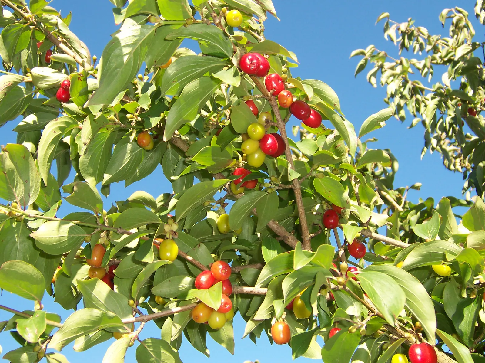 Cornelian Dogwood (Cornus Mas) — Summer presents dark green, elliptical leaves; reaching up to 15-25 feet with an equal spread