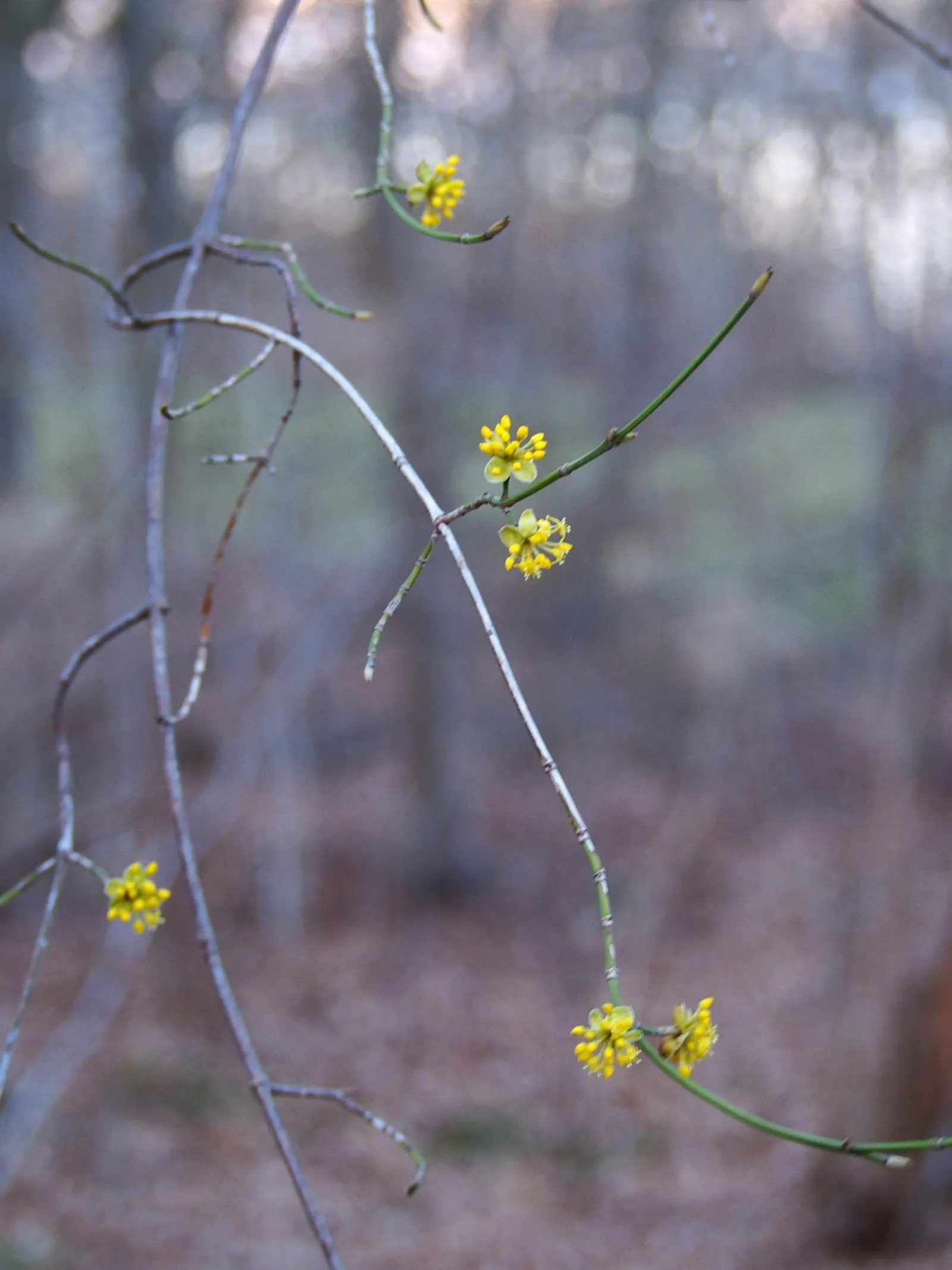 Cornelian Dogwood (Cornus Mas) — Summer presents dark green, elliptical leaves; reaching up to 15-25 feet with an equal spread, image 115