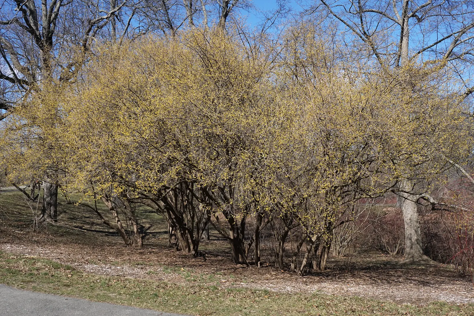 Cornelian Dogwood (Cornus Mas) — reaching up to 15-25 feet with an equal spread; with an equivalent spread that grants it a rounded, image 77