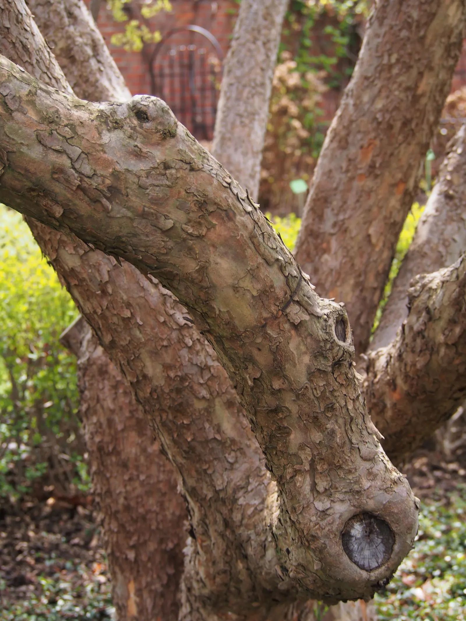 Cornelian Dogwood (Cornus Mas) — or as a standout specimen in a mixed border providing multi-season interest