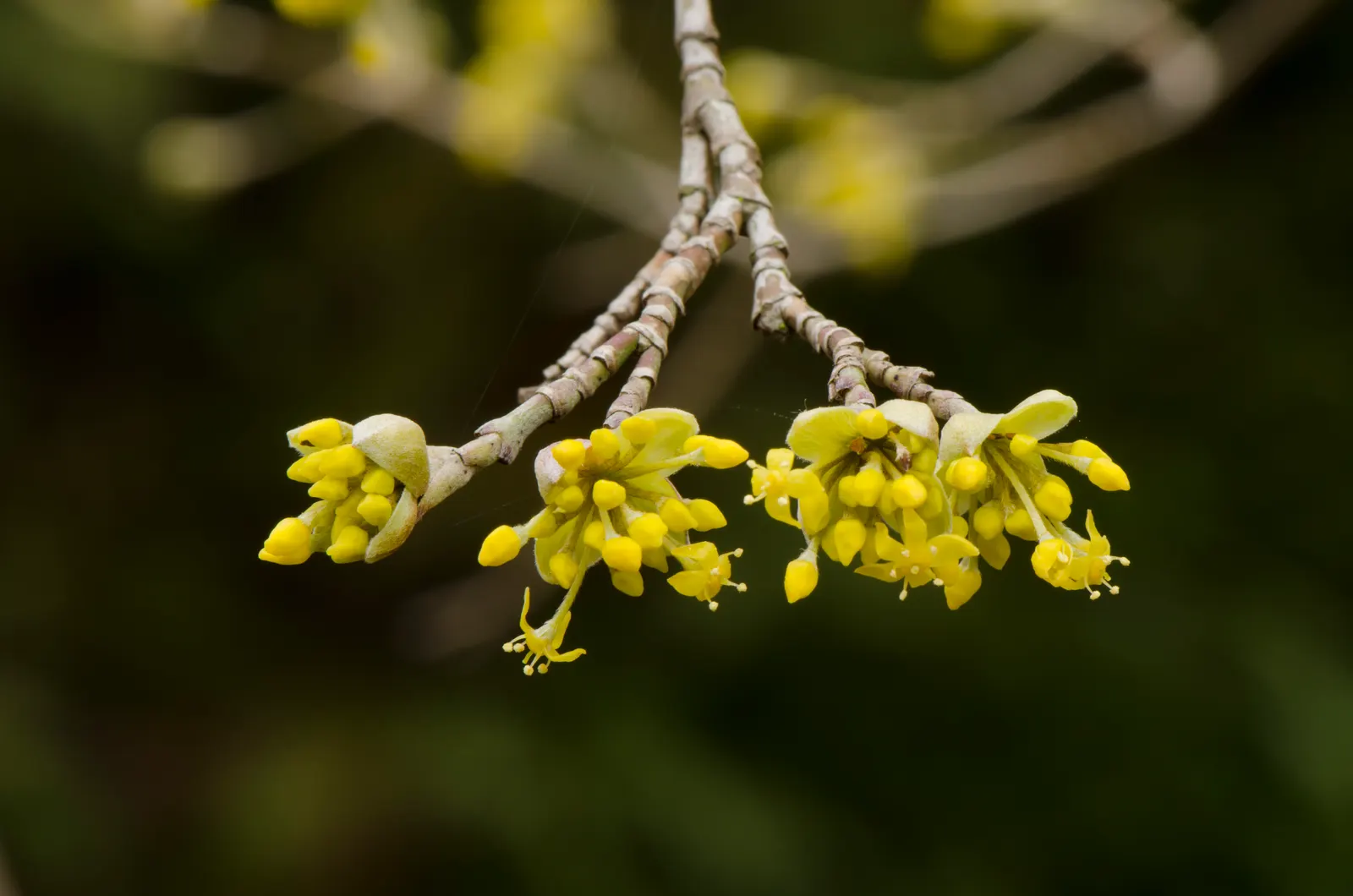 Cornelian Dogwood (Cornus Mas) — These blossoms offer early nectar for pollinators, a critical ecological benefit; with low maintenance needs