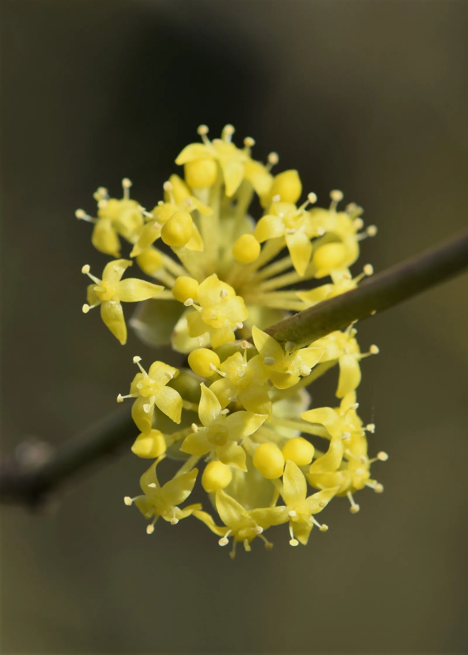 Cornelian Dogwood (Cornus Mas) — this multi-stemmed plant reaches a height of 15 to 25 feet; providing a vibrant visual interest.<br><br>Adding to its