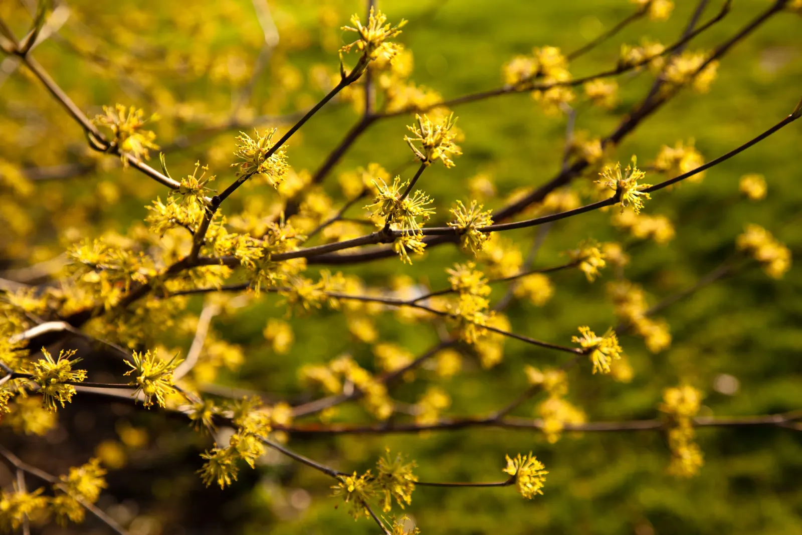 Cornelian Dogwood (Cornus Mas) — with an equivalent spread that grants it a rounded; shrub / tree with yellow blooms