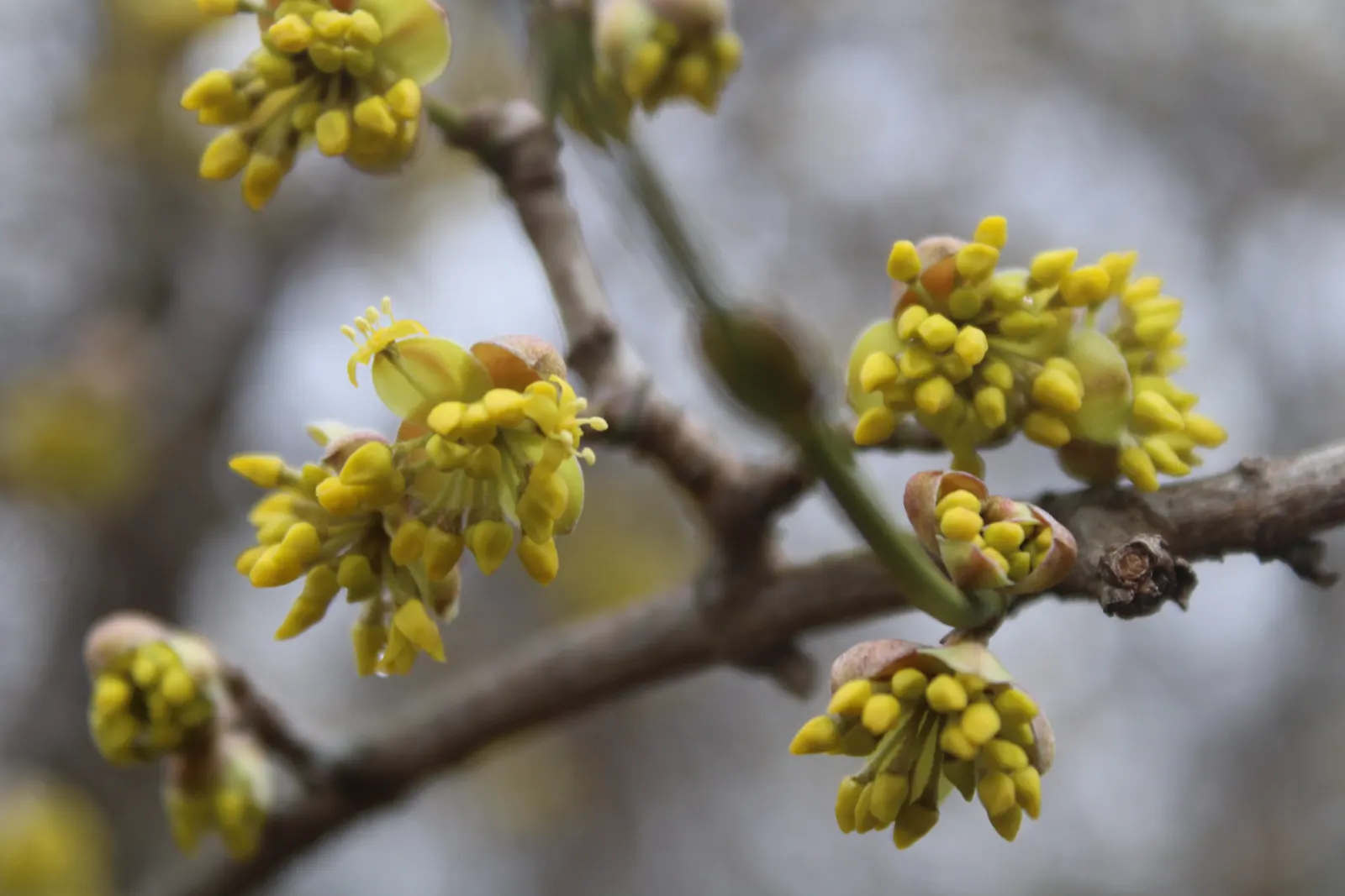 Cornelian Dogwood (Cornus Mas) — Cornus mas produces edible red berries persisting into late summer; yellow flowers in the garden, image 68
