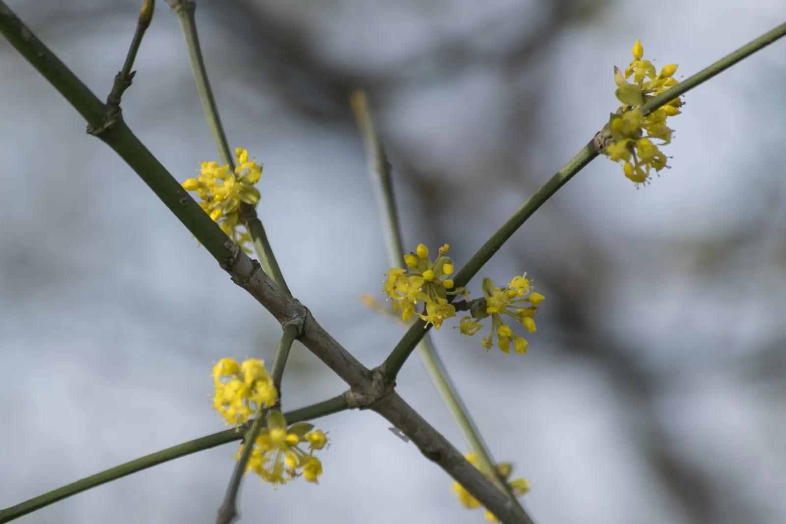 Cornelian Dogwood (Cornus Mas) — These blossoms offer early nectar for pollinators, a critical ecological benefit; with low maintenance needs, image 89