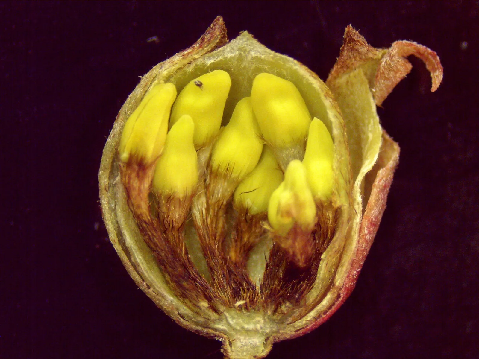 Cornelian Dogwood (Cornus Mas) — Prefers full sun to partial shade and adapts to various soils; scientifically known as Cornus mas