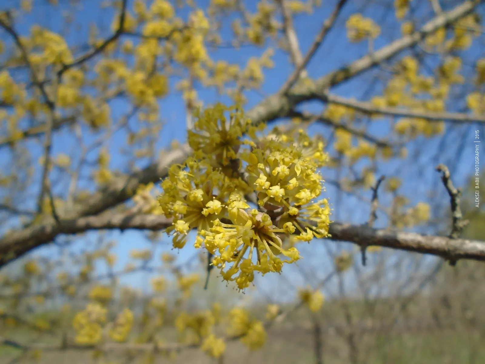 Cornelian Dogwood (Cornus Mas) — reaching up to 15-25 feet with an equal spread; with an equivalent spread that grants it a rounded, image 102