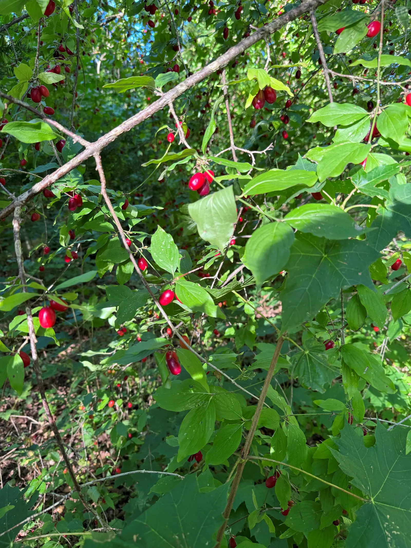 Cornelian Dogwood (Cornus Mas) — is a versatile and hardy deciduous shrub renowned for its year-round landscape appeal