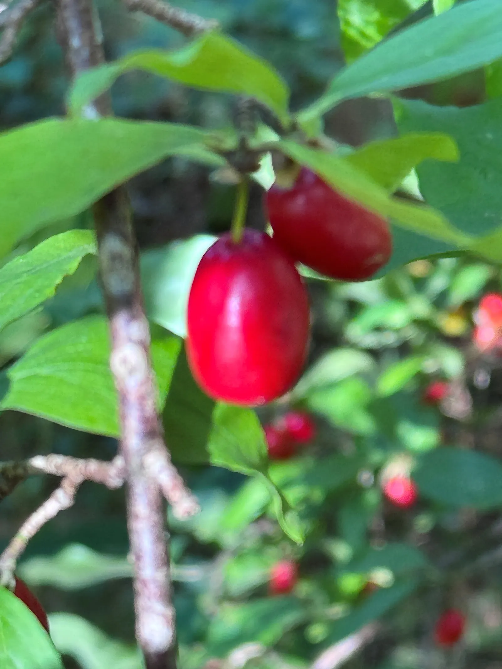 Cornelian Dogwood (Cornus Mas) — blooming in clusters prior to the emergence of foliage, image 113